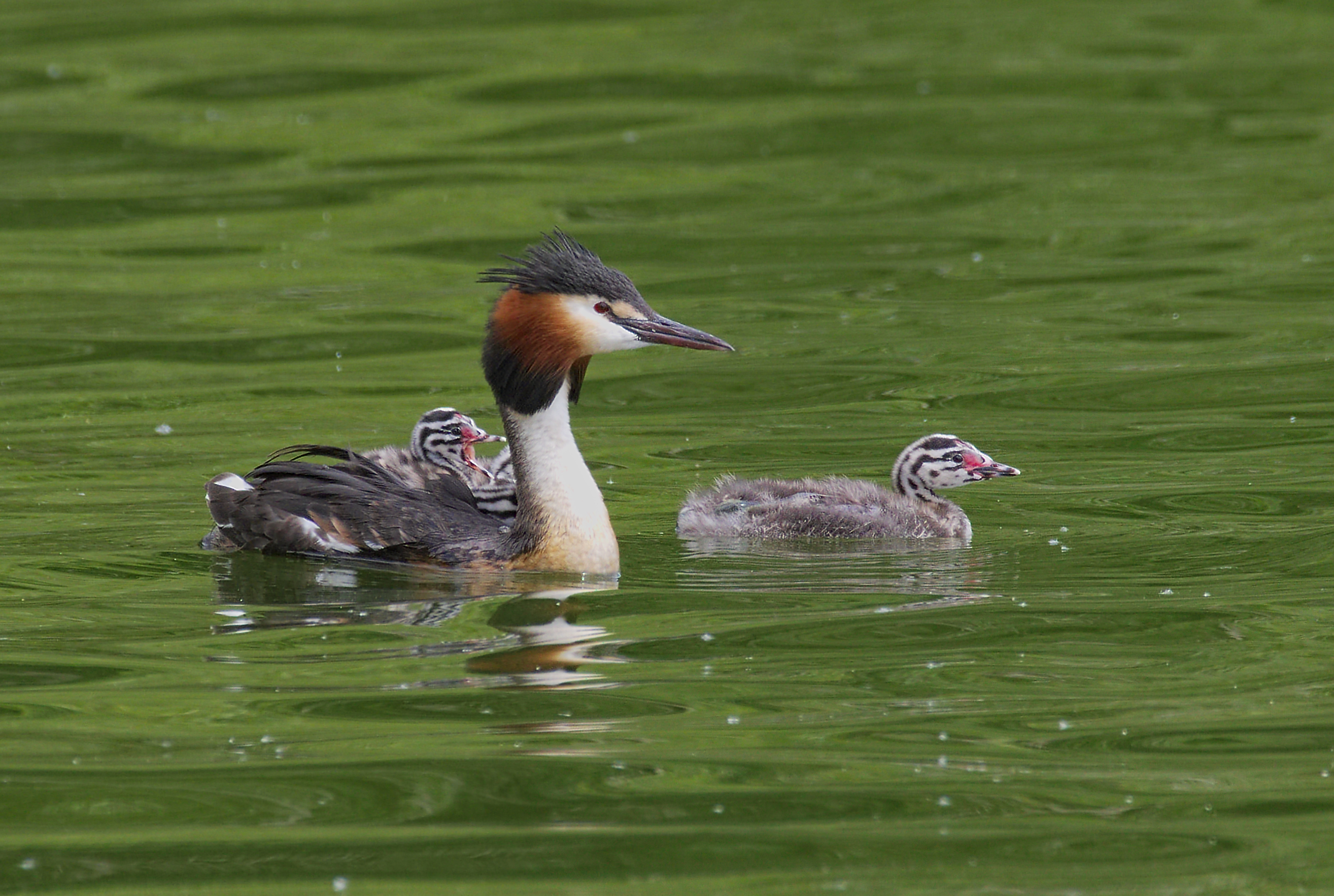 2016.07.09.-12-Bossee Felde--Haubentaucher-Paar mit Kueken