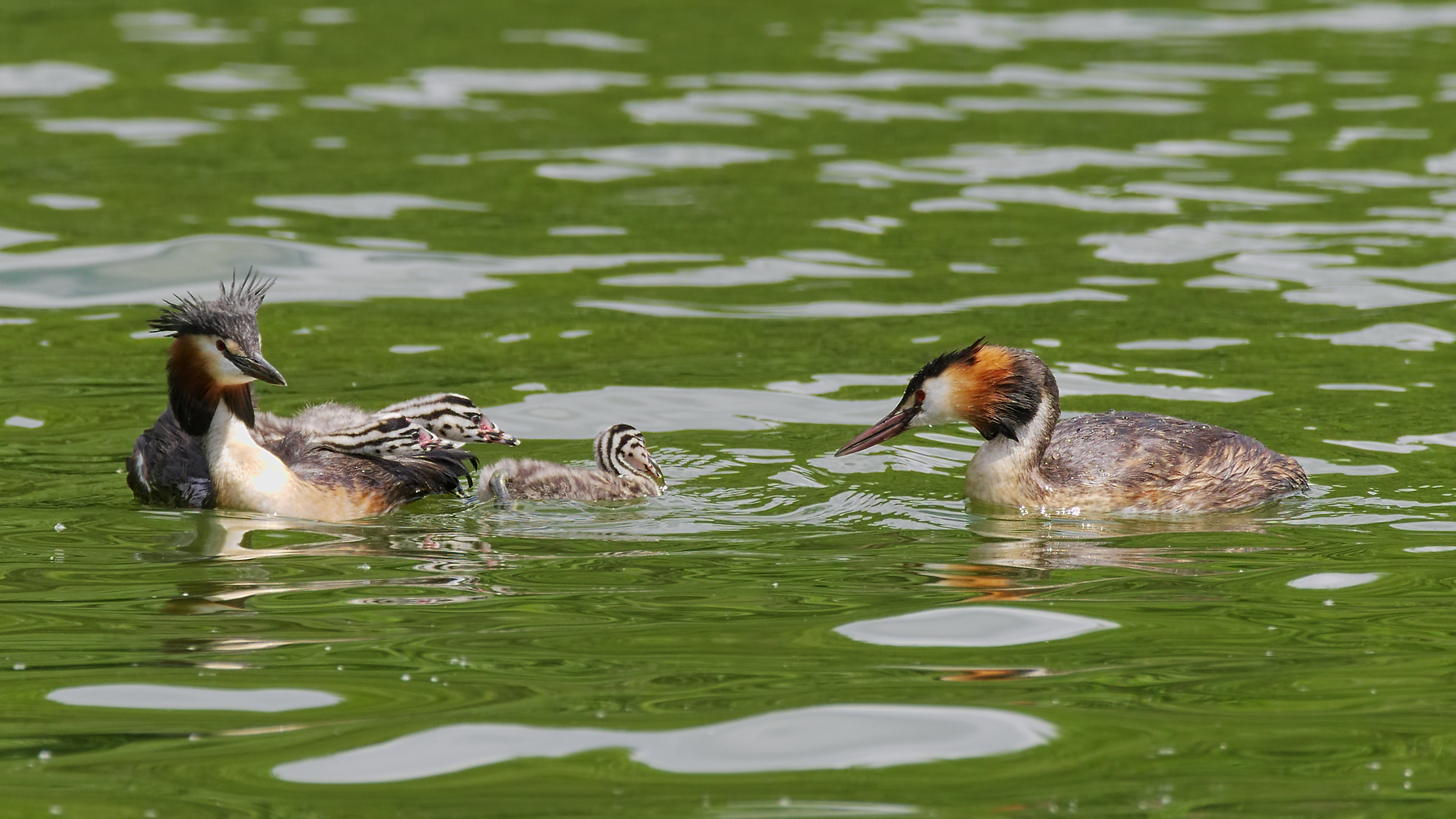 2016.07.09.-18-Bossee Felde--Haubentaucher-Paar mit Kueken