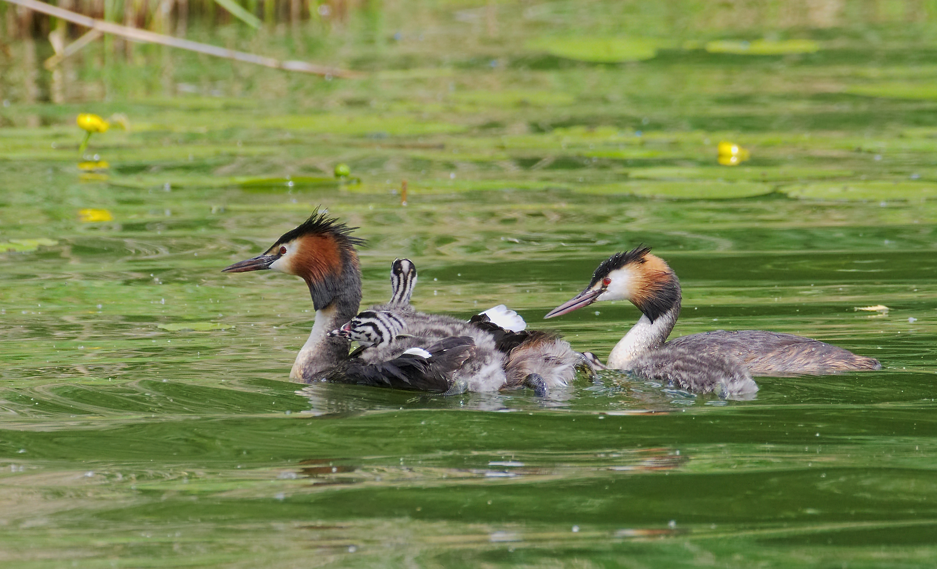 2016.07.09.-20-Bossee Felde--Haubentaucher-Paar mit Kueken