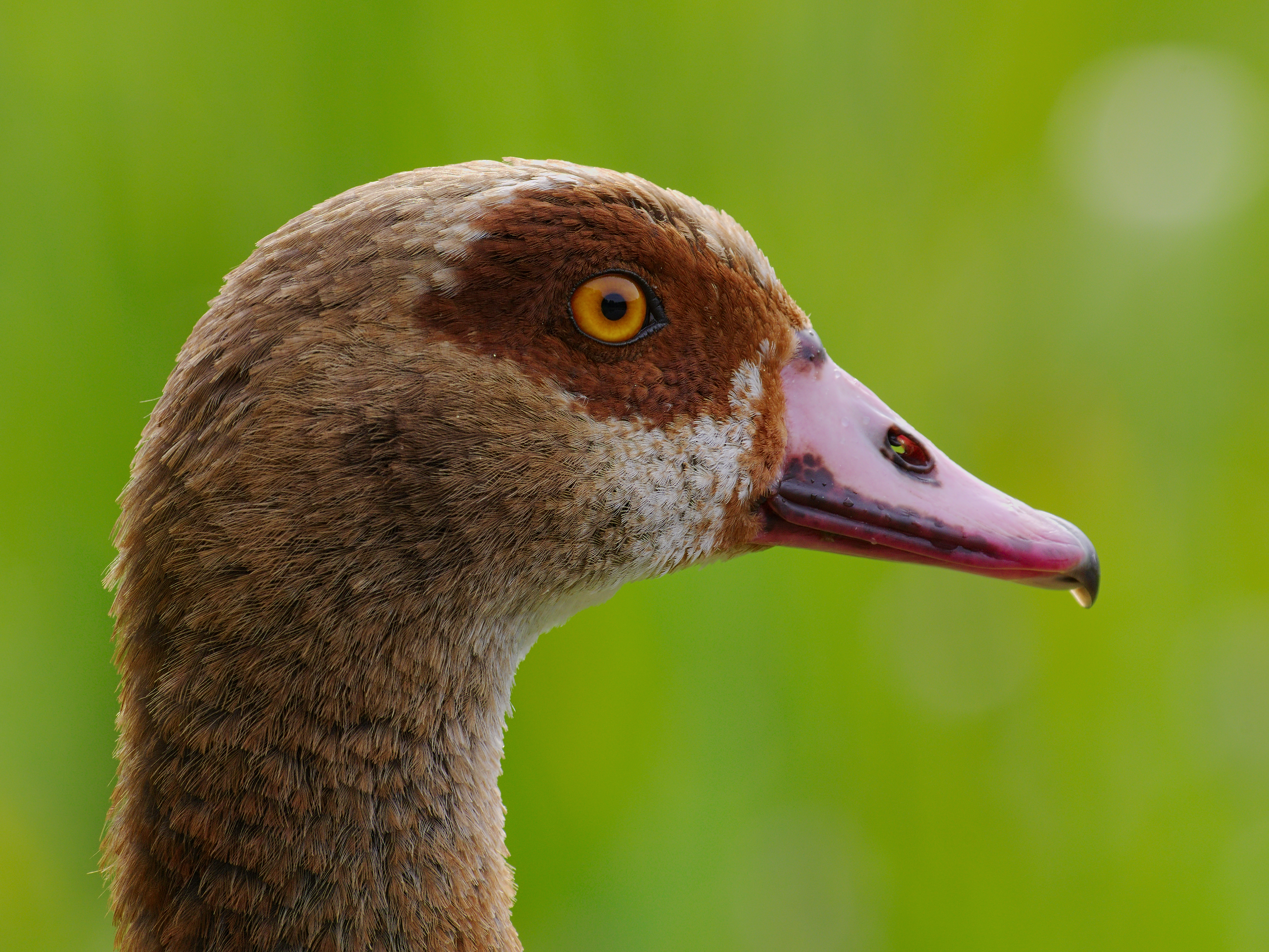 2016.08.19.-04-Waldsee Viernheim--Nilgans