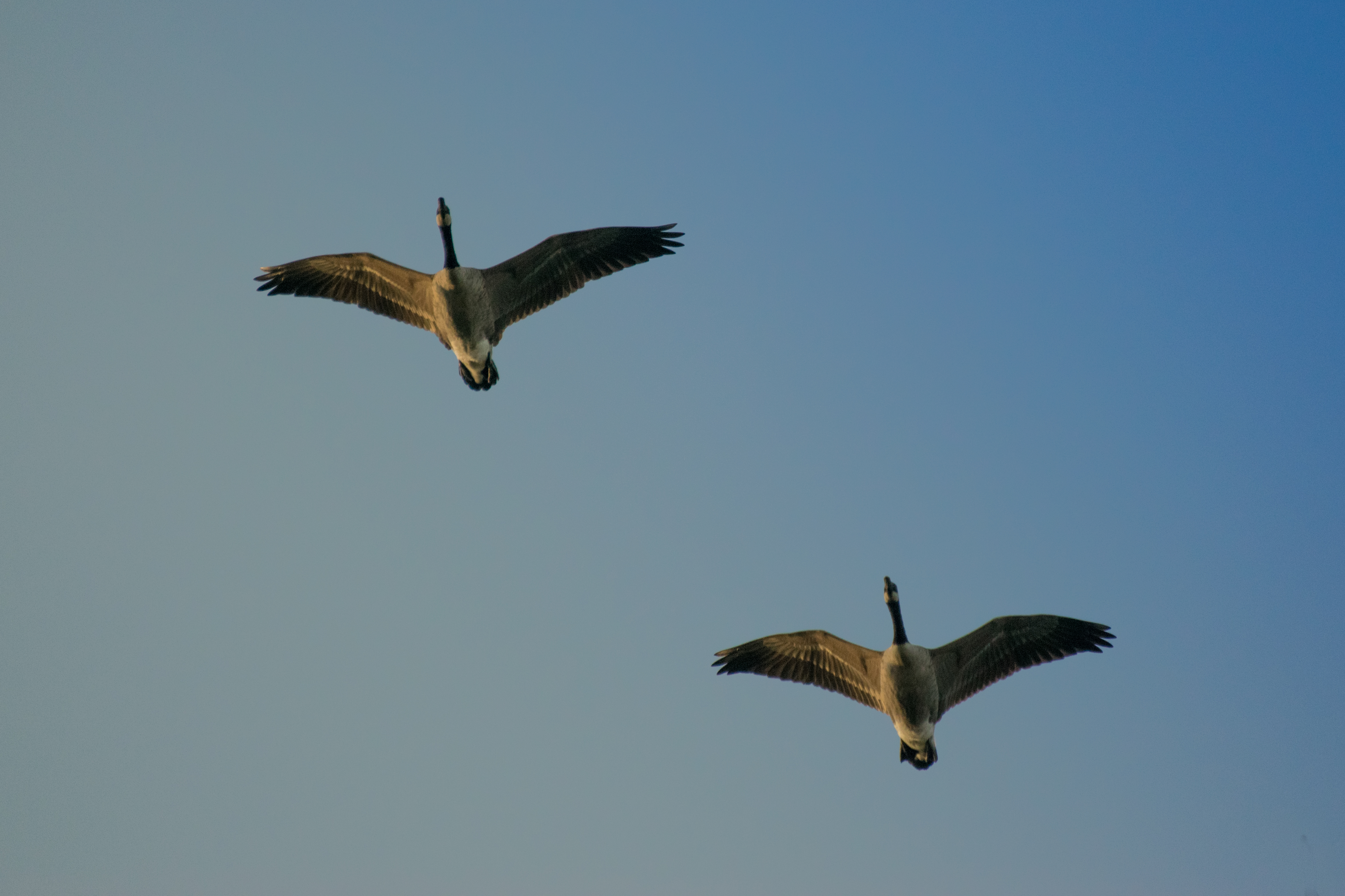 2016-09 Sentier des Moulins Saguenay - Canada goose 62