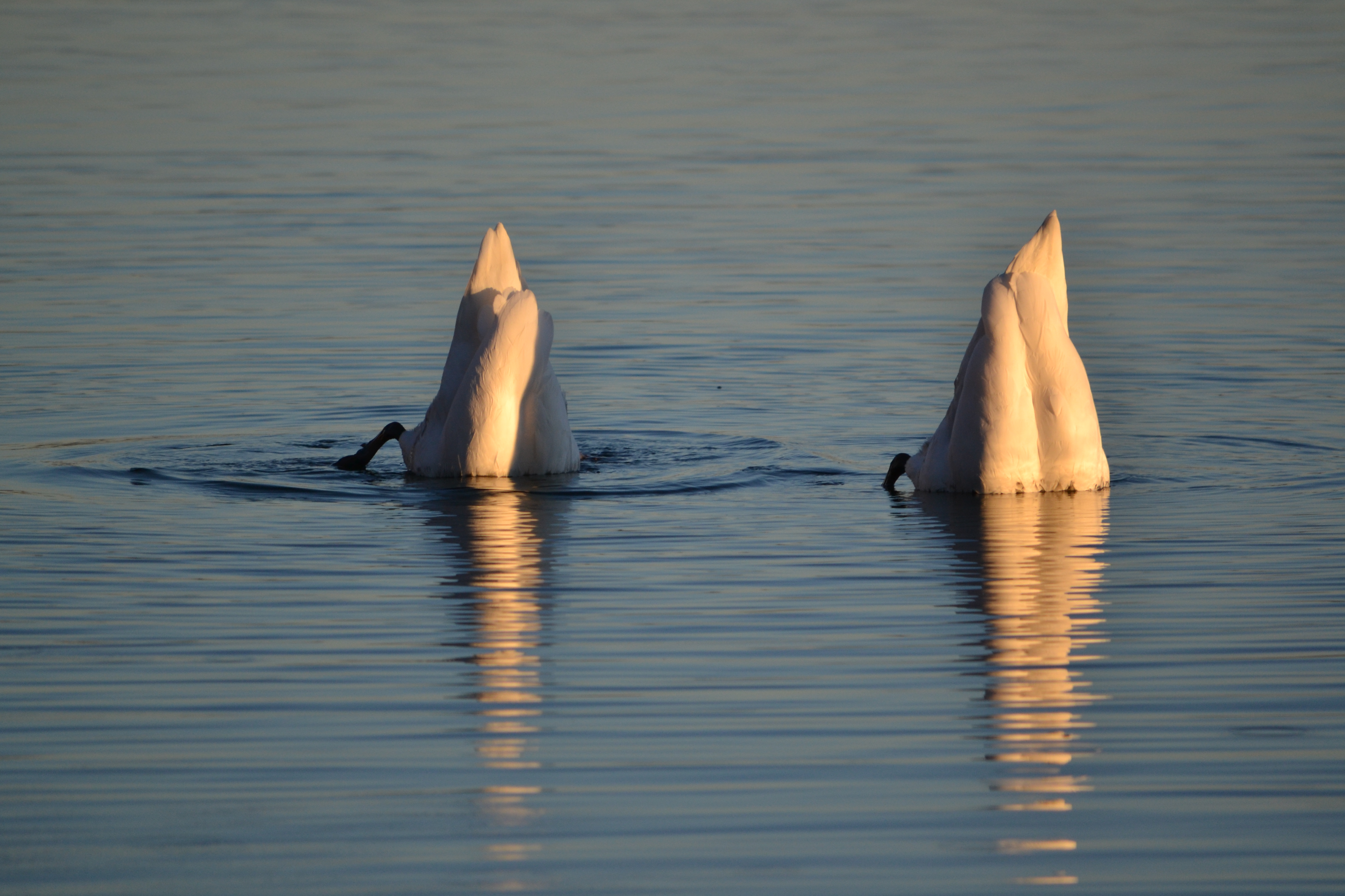 2016-12-31 Starnberger see WiTi 16