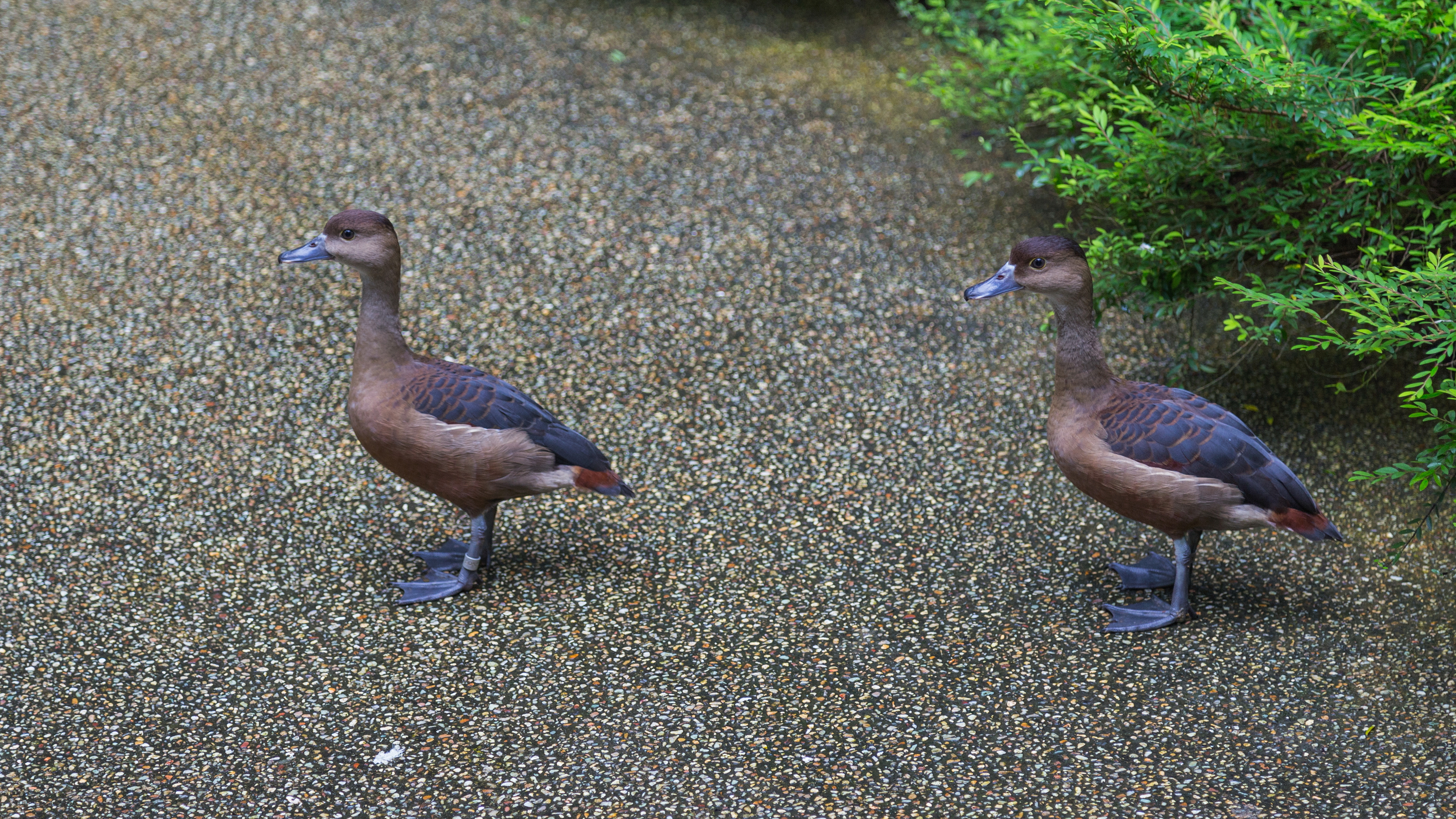 2016 Singapur, Jurong Bird Park (033)