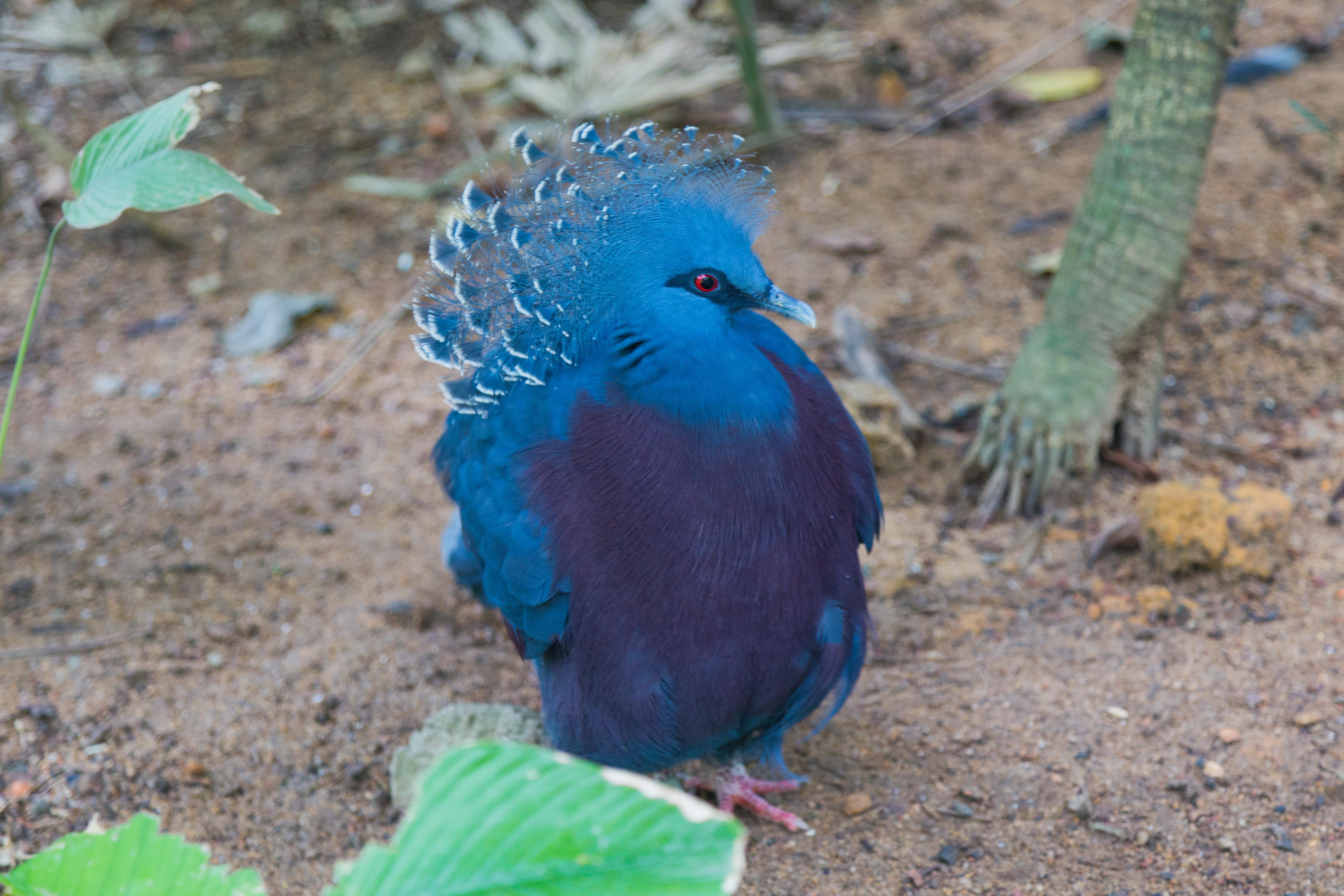 2016 Singapur, Jurong Bird Park (041)