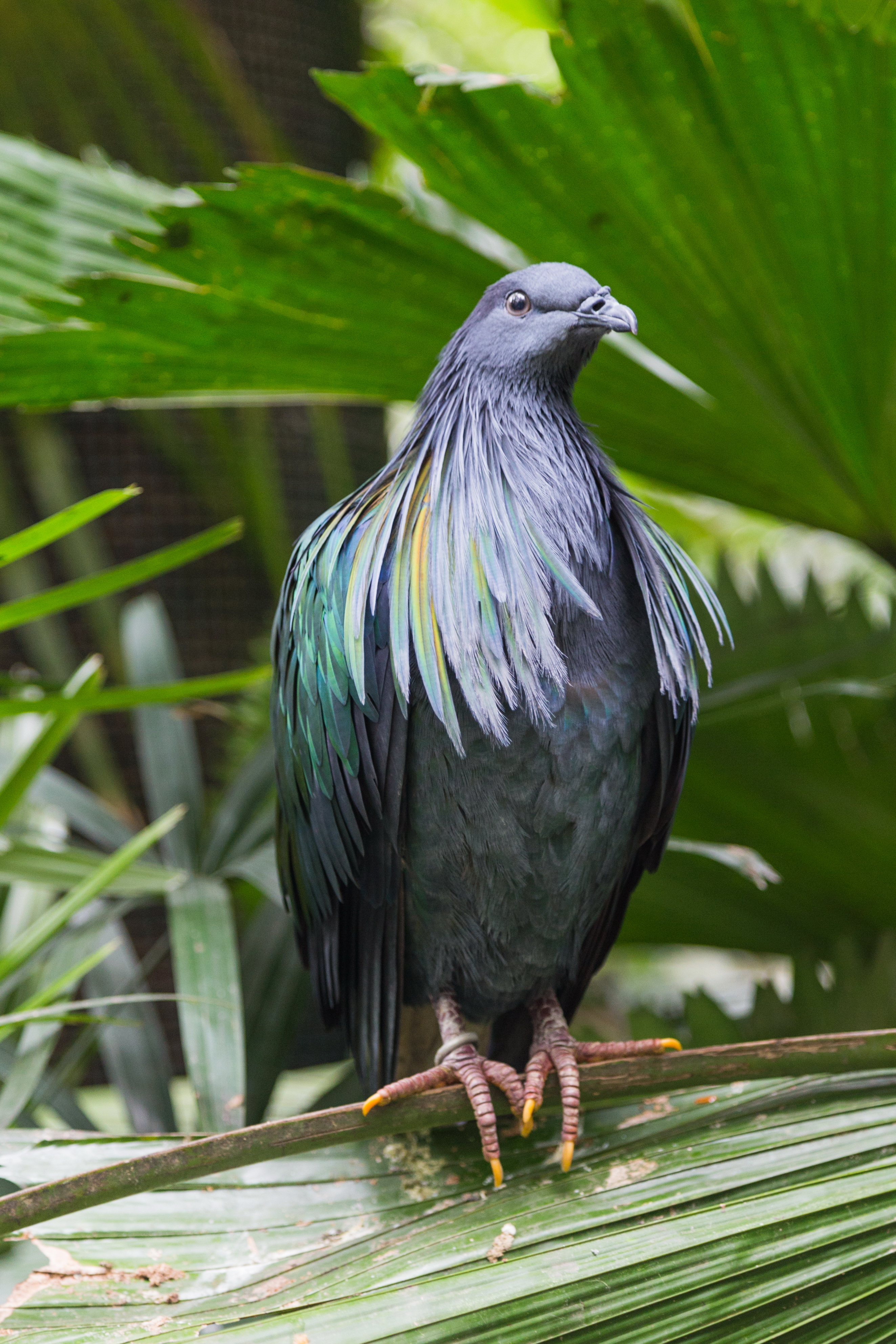2016 Singapur, Jurong Bird Park (057)