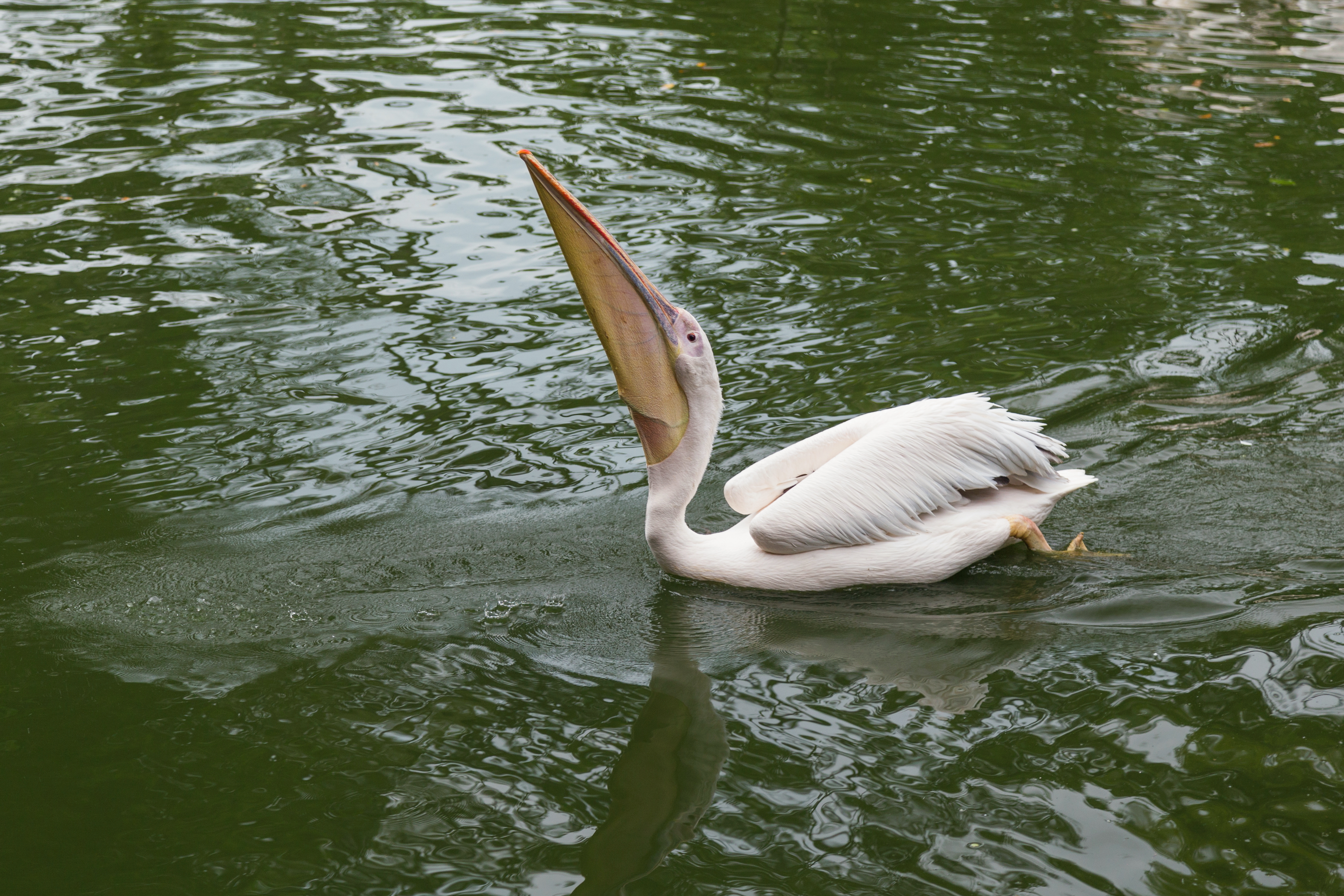 2016 Singapur, Jurong Bird Park (088)