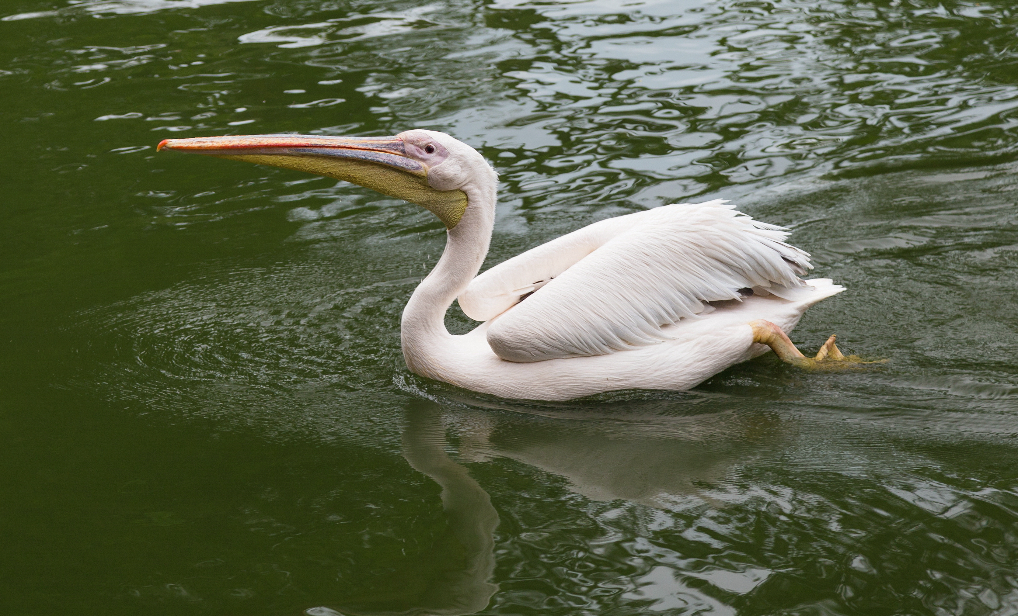 2016 Singapur, Jurong Bird Park (089)