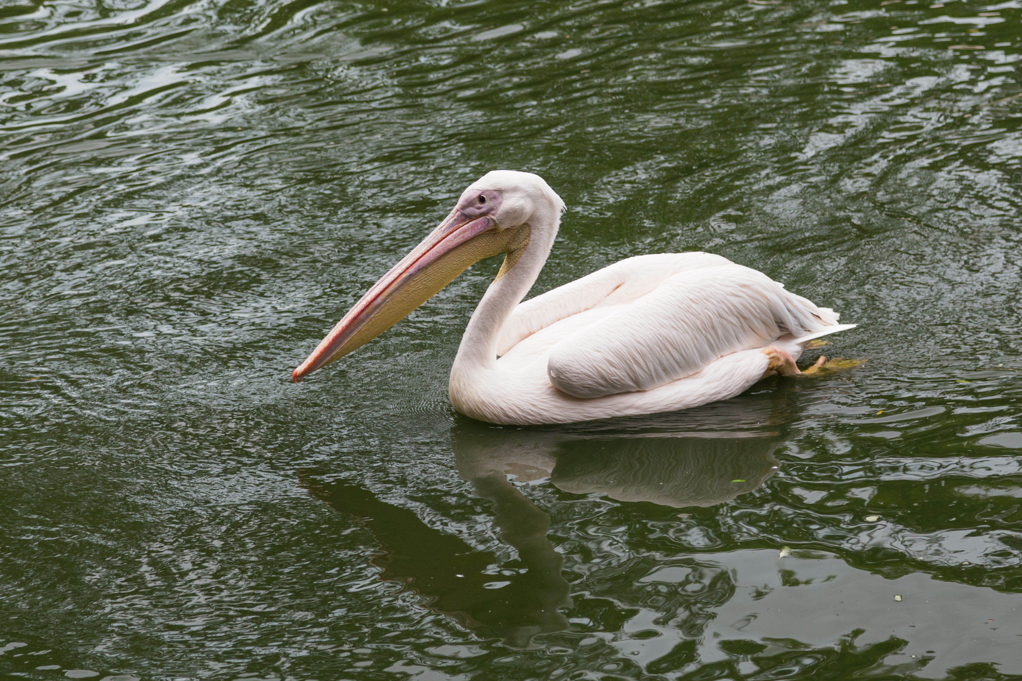 2016 Singapur, Jurong Bird Park (091)