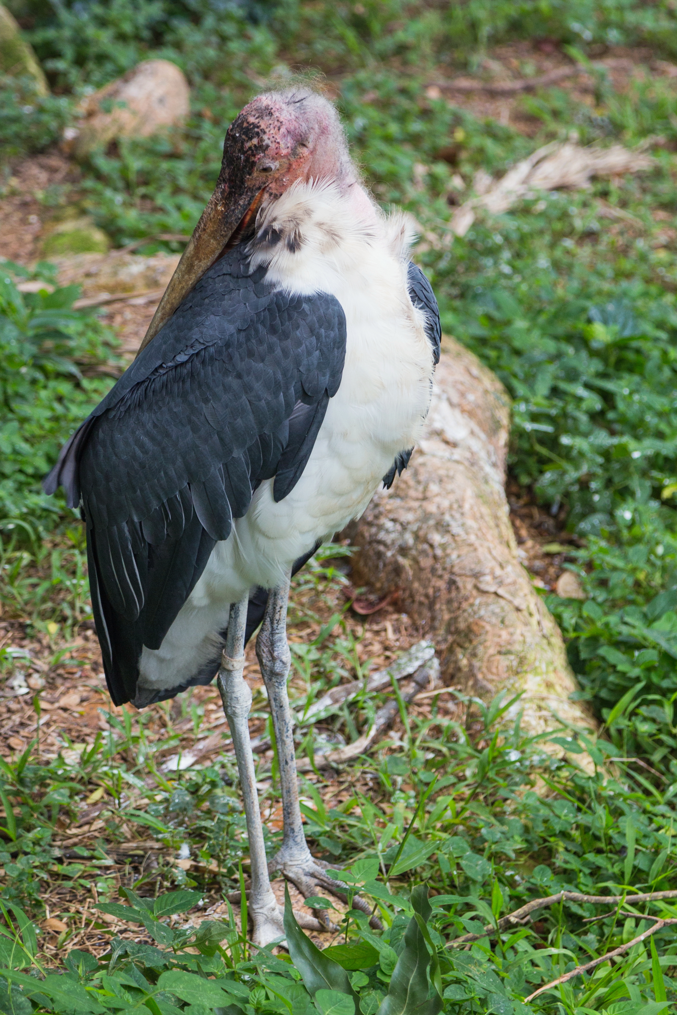 2016 Singapur, Jurong Bird Park (121)