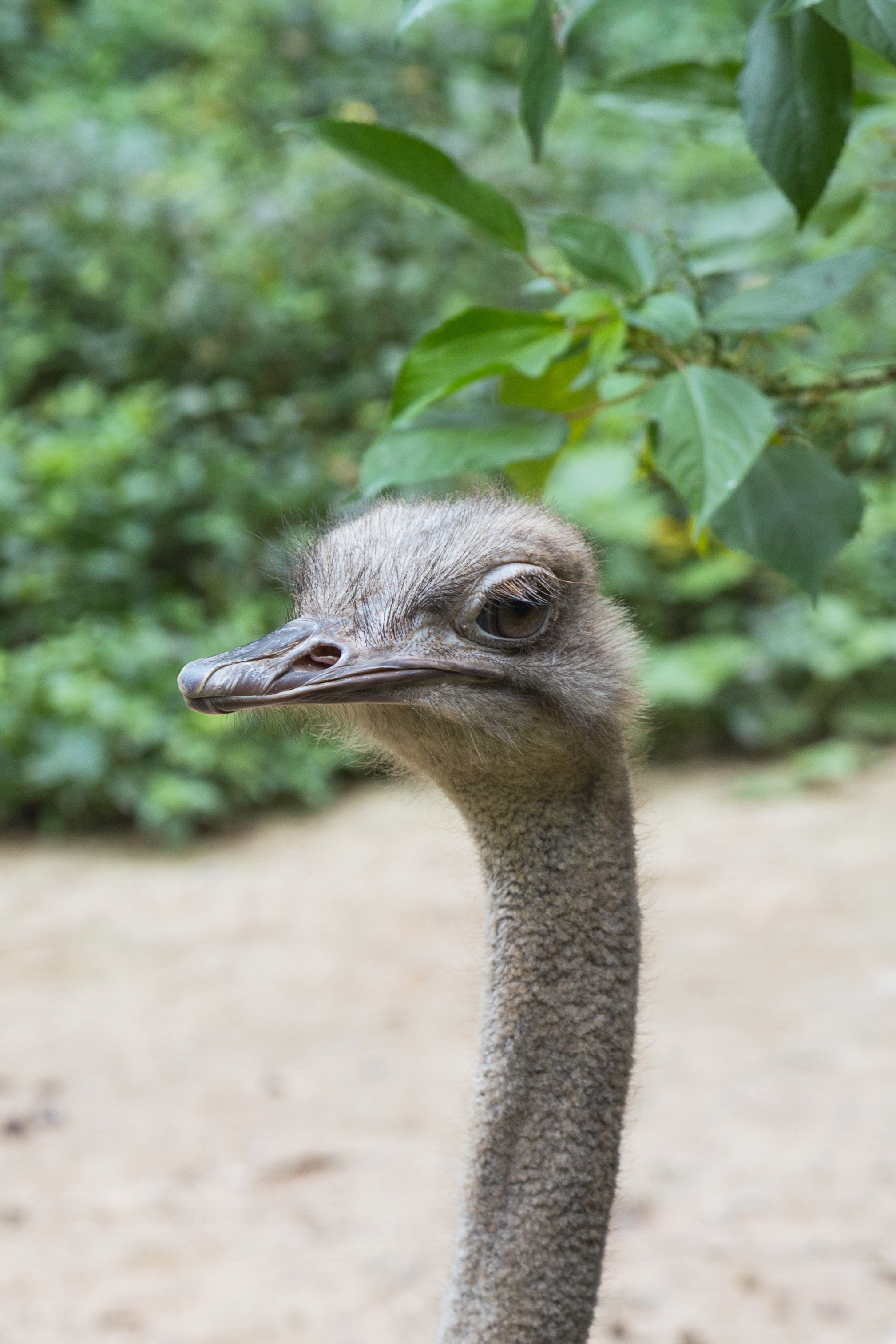 2016 Singapur, Jurong Bird Park (127)