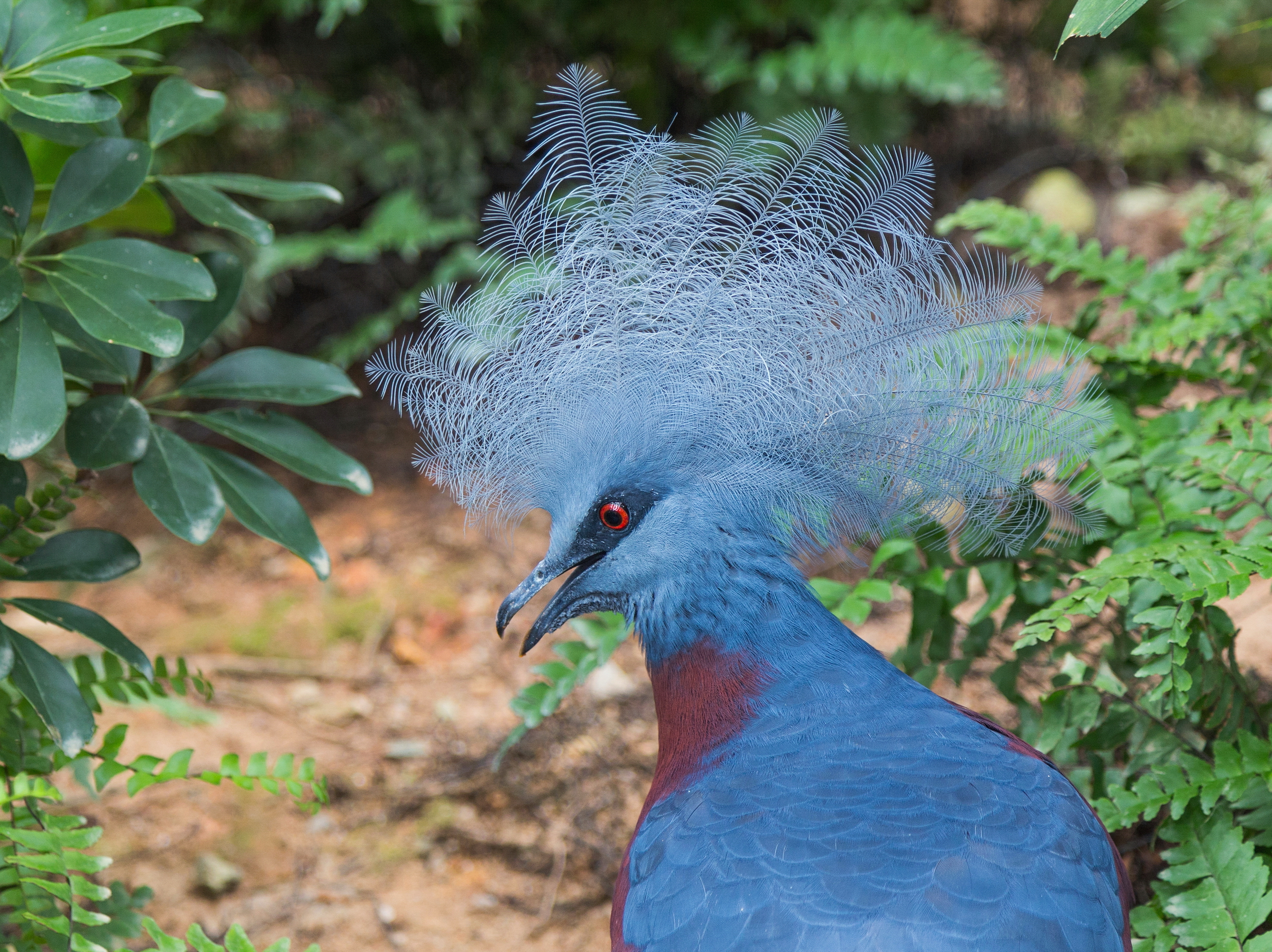 2016 Singapur, Jurong Bird Park (175)