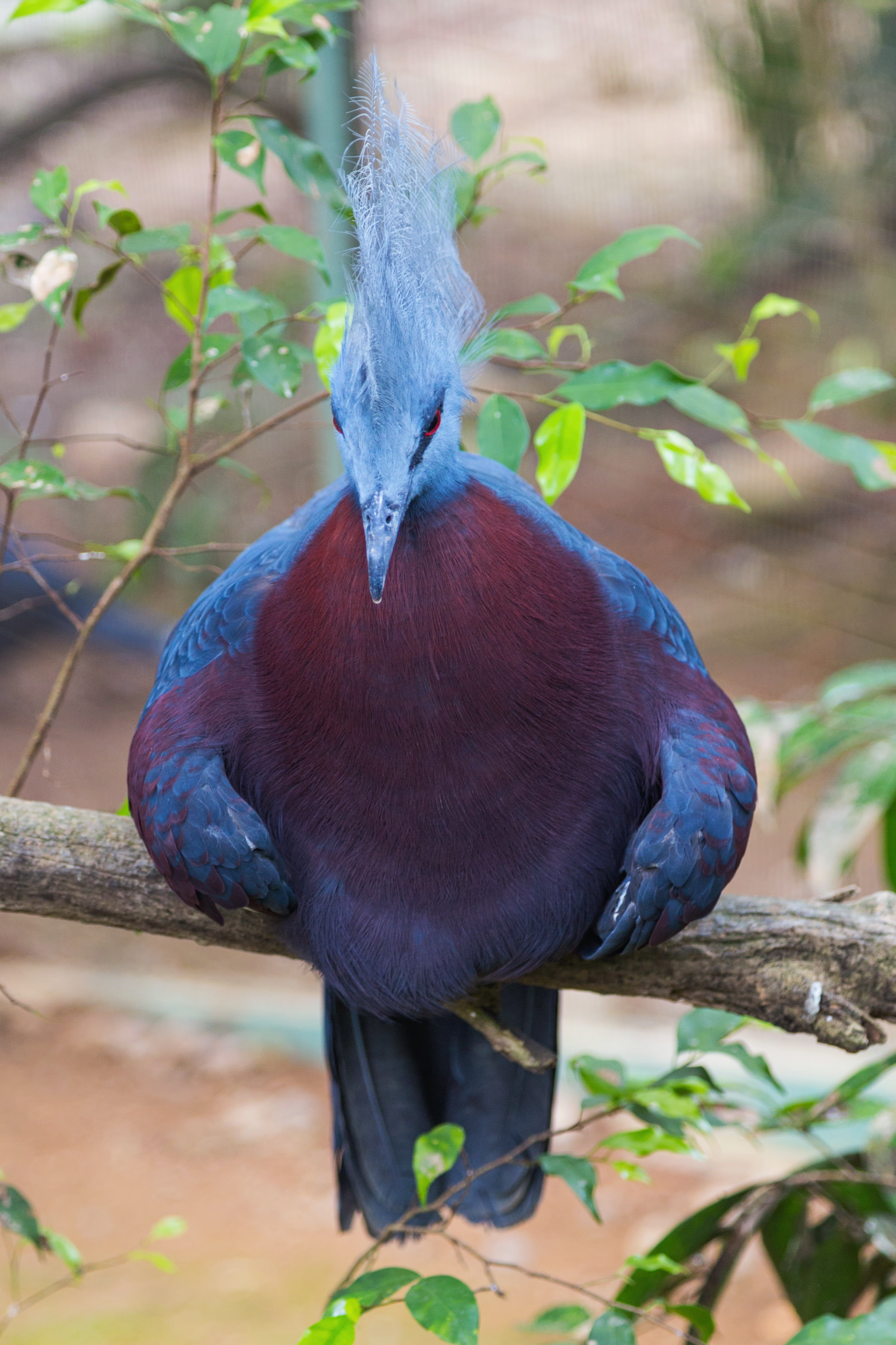 2016 Singapur, Jurong Bird Park (180)
