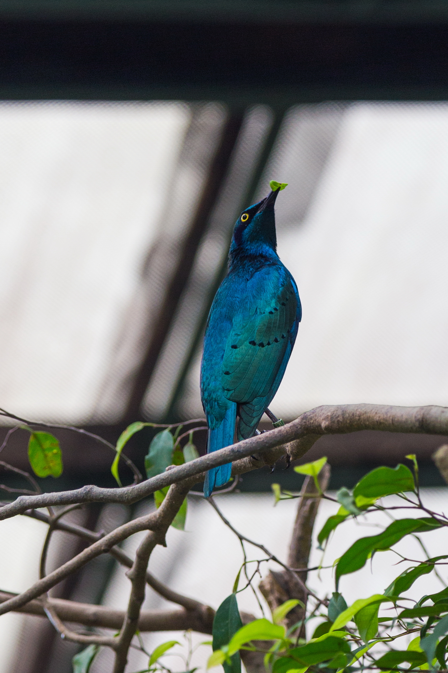 2016 Singapur, Jurong Bird Park (182)