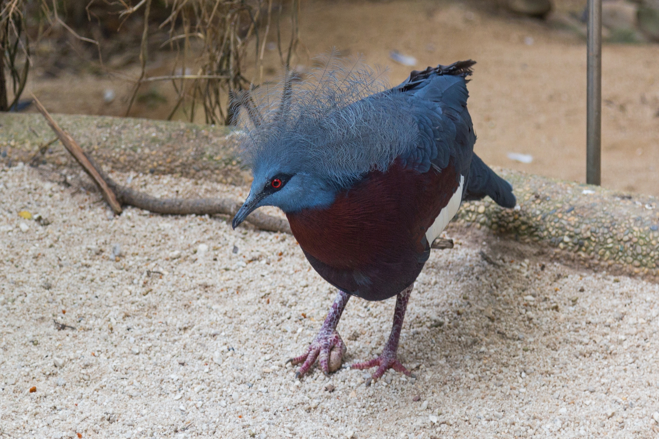 2016 Singapur, Jurong Bird Park (192)