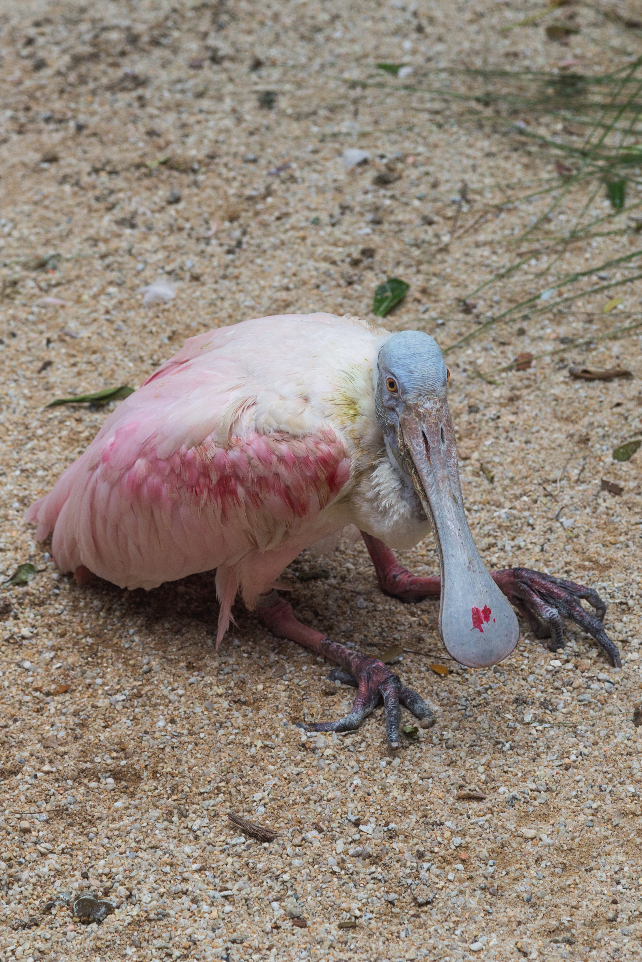 2016 Singapur, Jurong Bird Park (216)