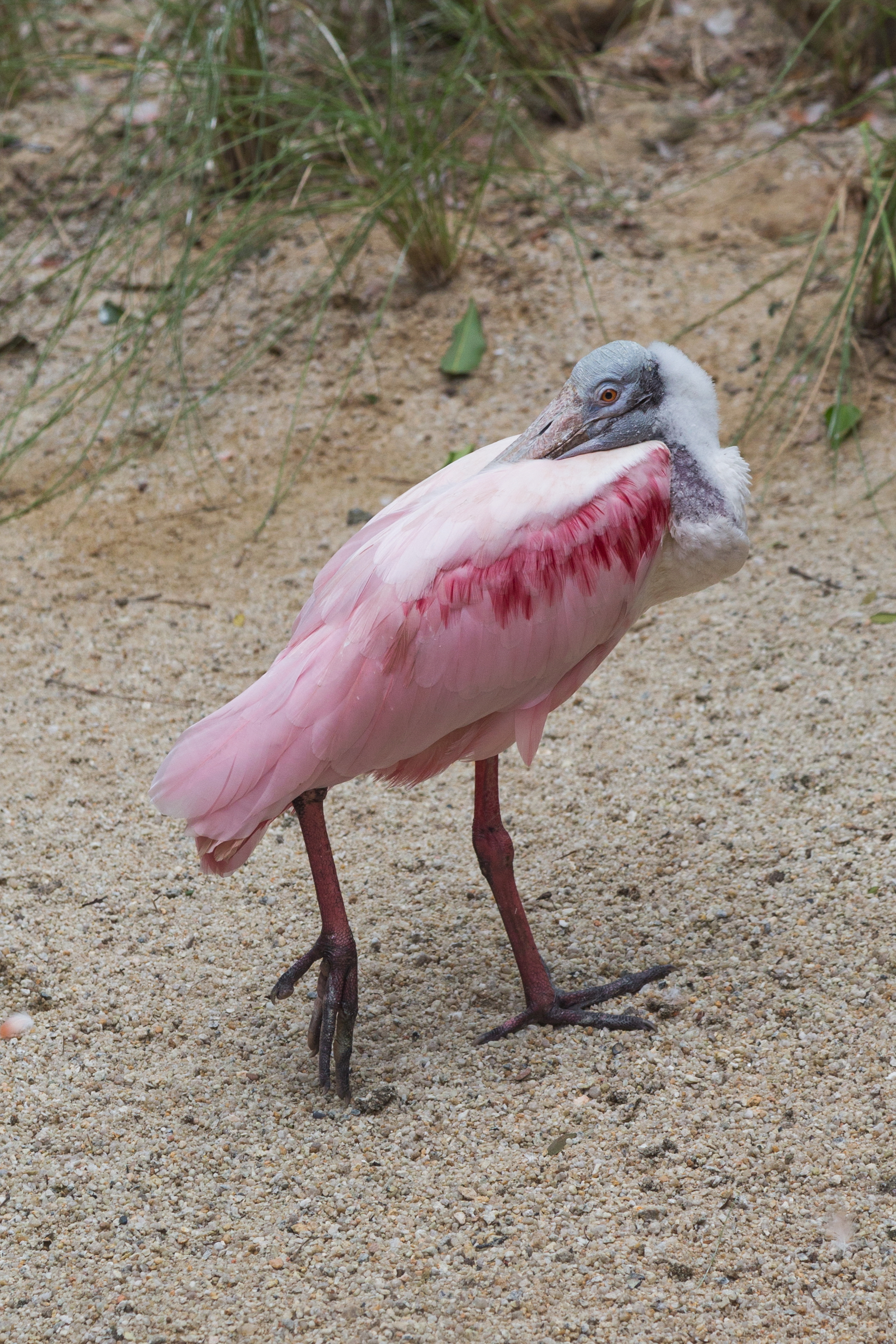 2016 Singapur, Jurong Bird Park (218)
