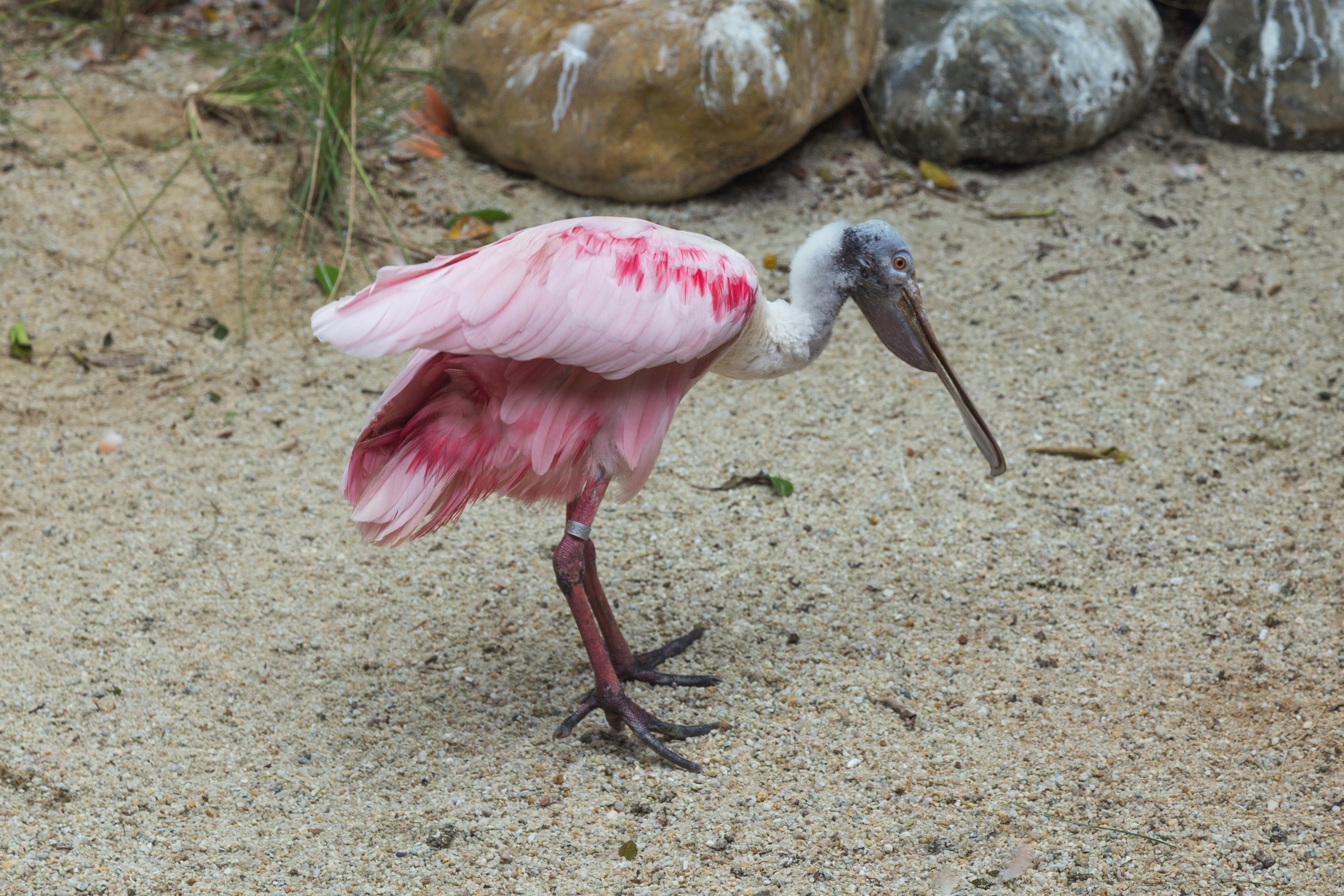 2016 Singapur, Jurong Bird Park (230)