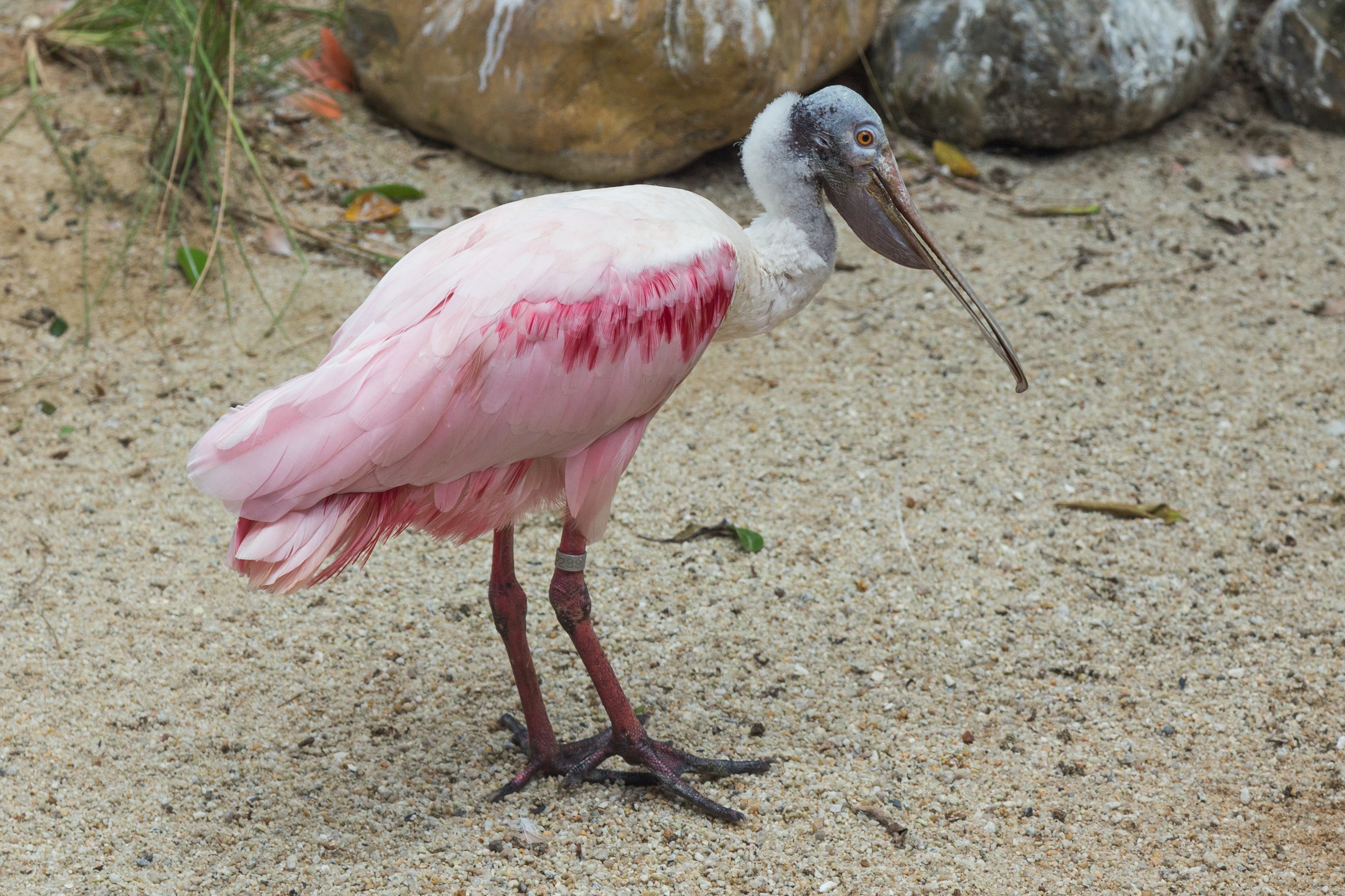 2016 Singapur, Jurong Bird Park (231)