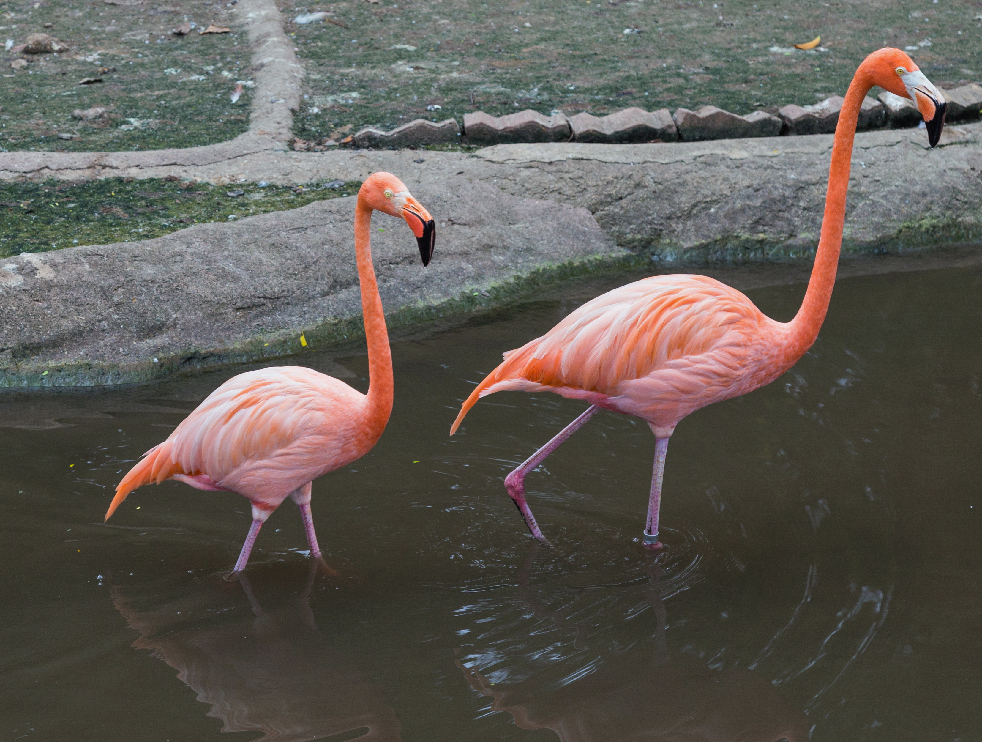 2016 Singapur, Jurong Bird Park (254)