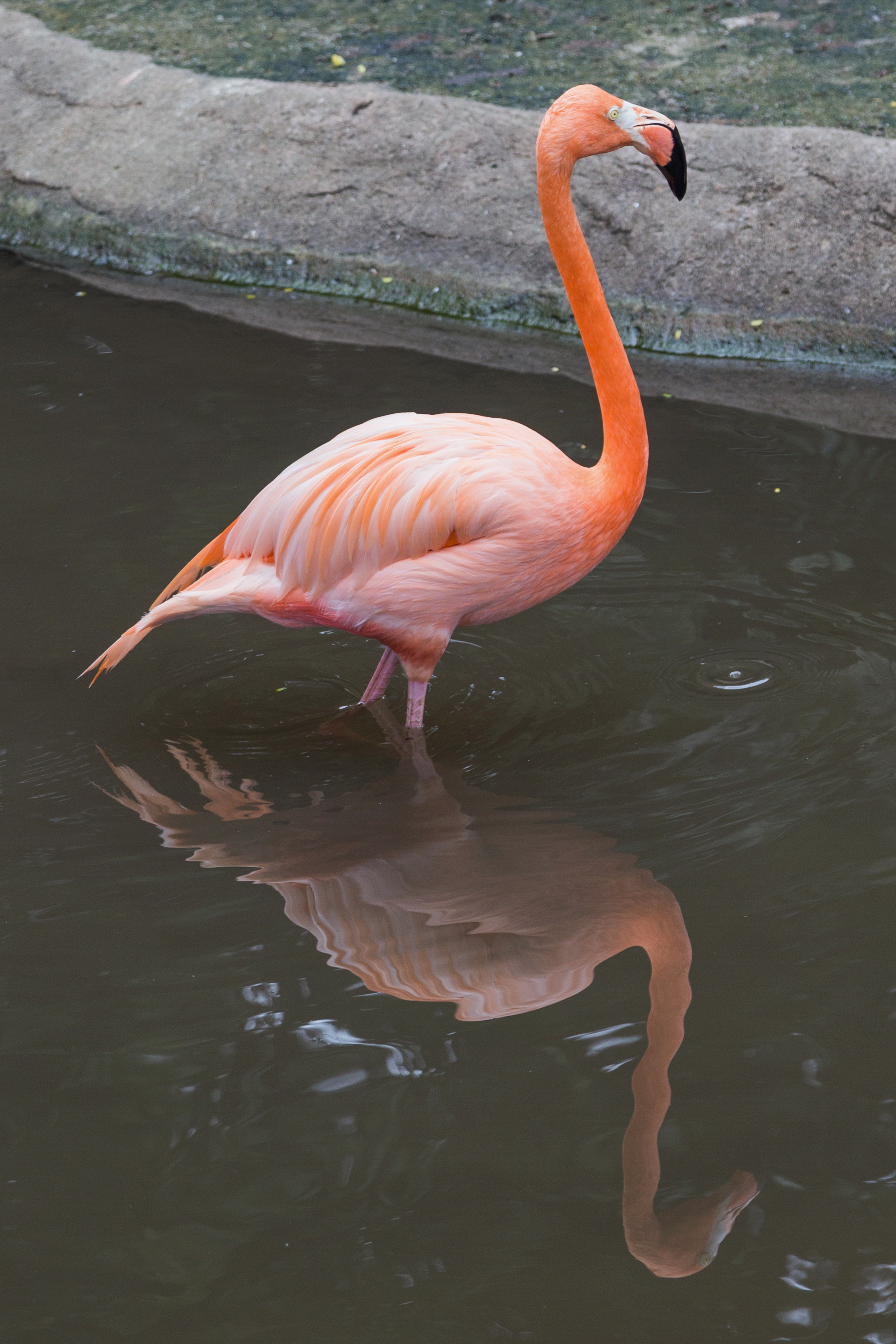 2016 Singapur, Jurong Bird Park (256)