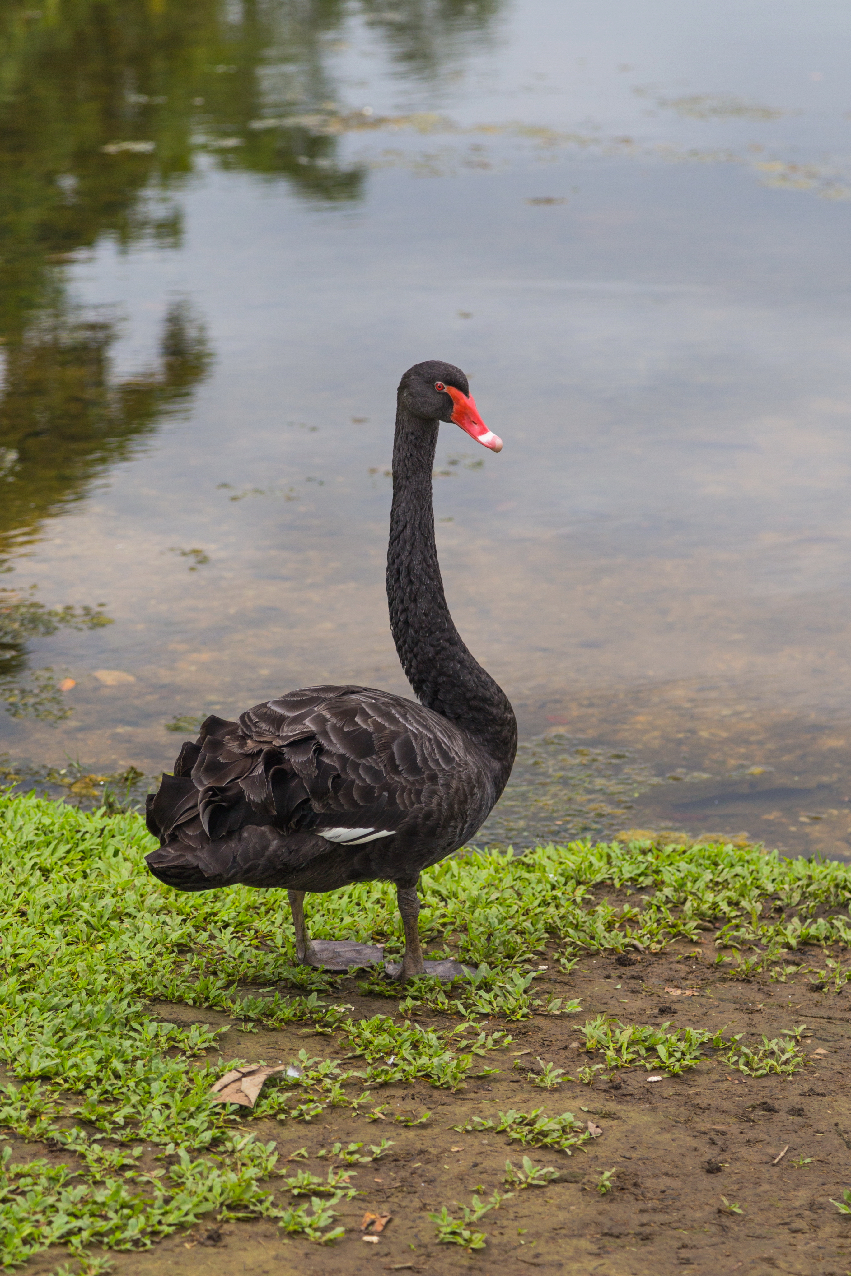 2016 Singapur, Ogrody botaniczne (013)