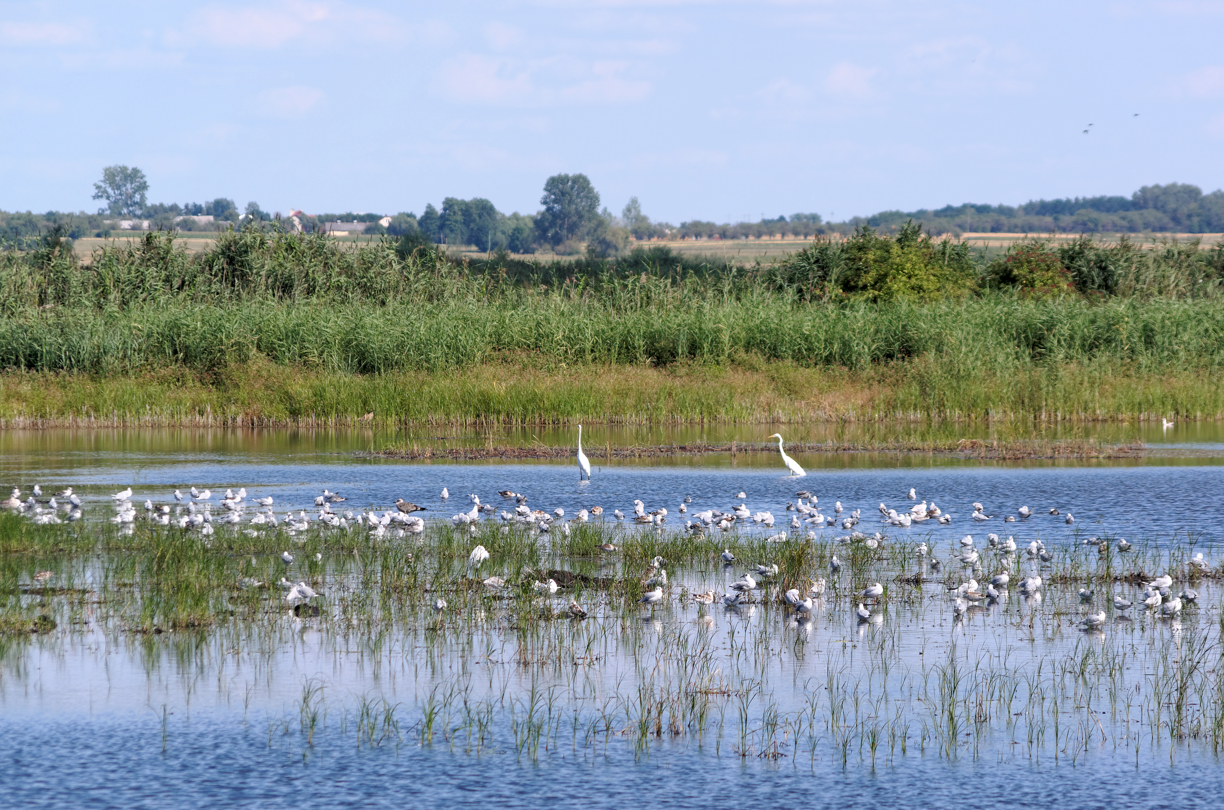 20170815 Szczerbaków stawy hodowlane 5574