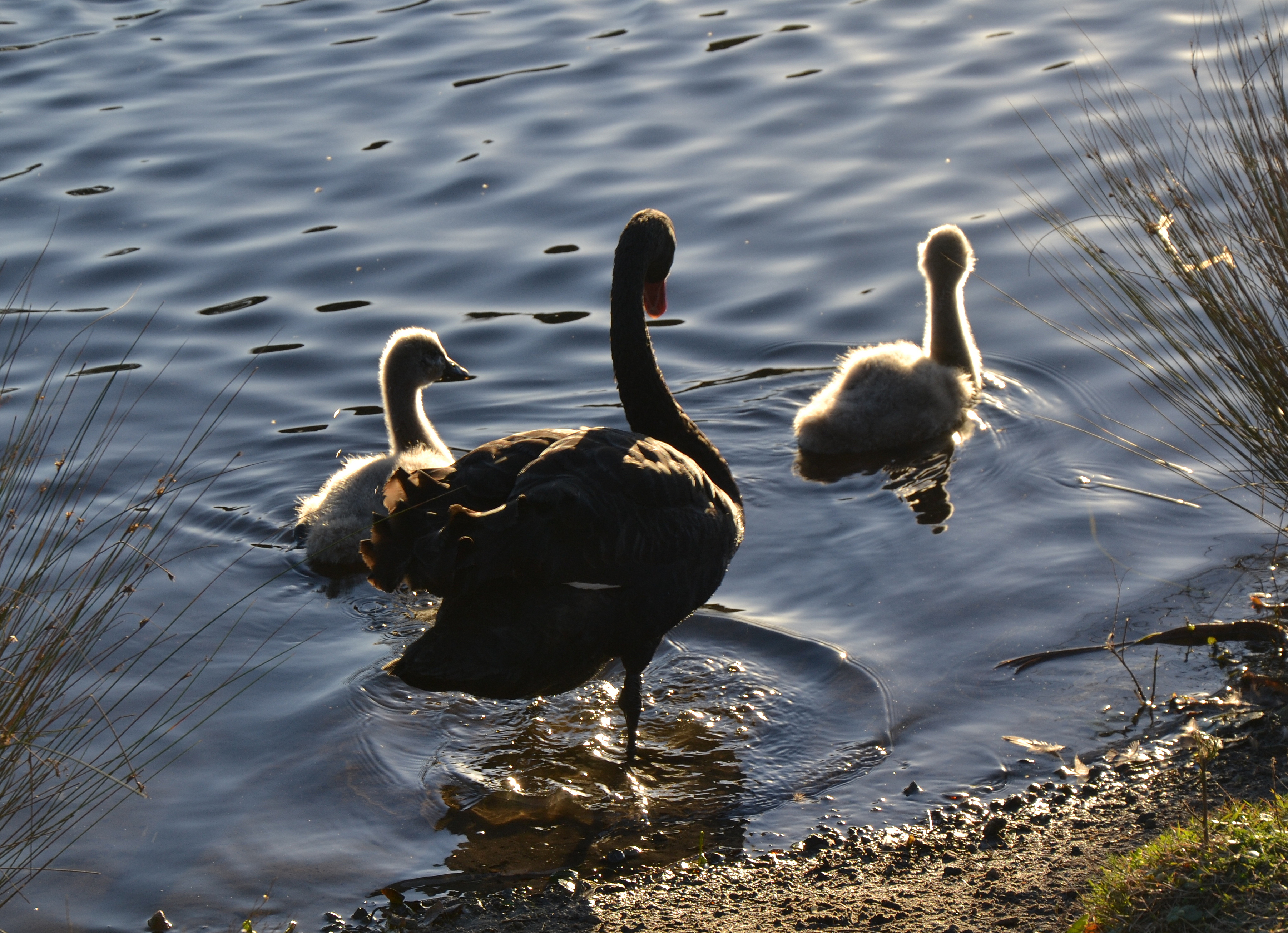 (1)Centennial Park 033
