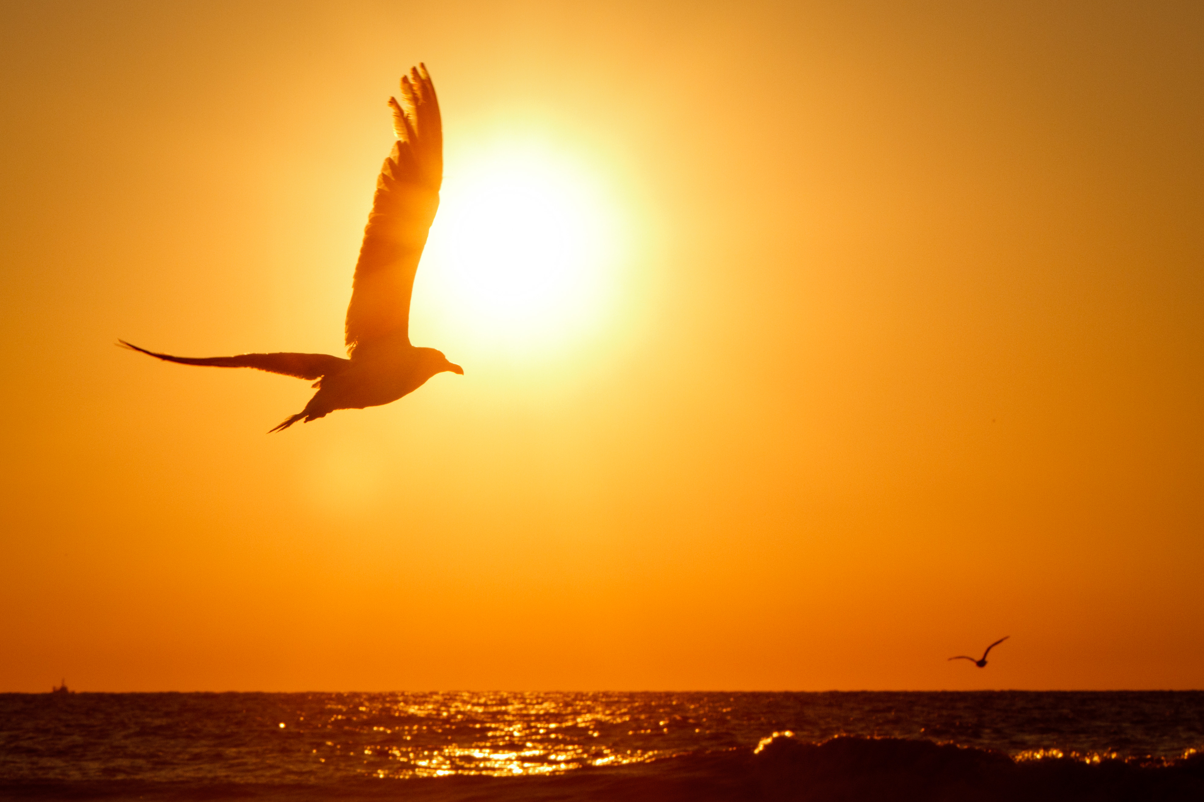 (302-365) The seagull (6107439382)