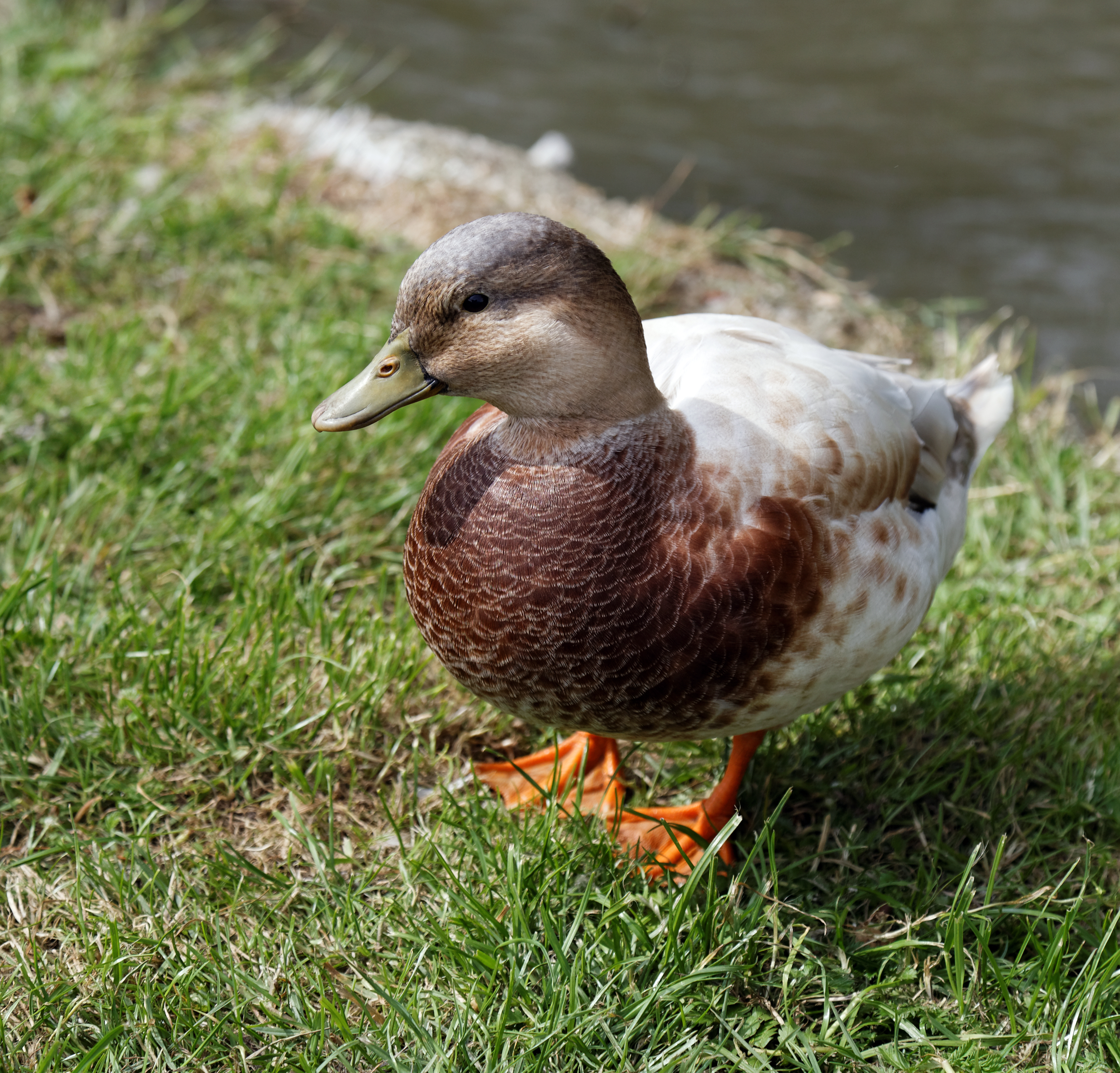 'Anas hybrid' Mallard at Henham Essex England 03