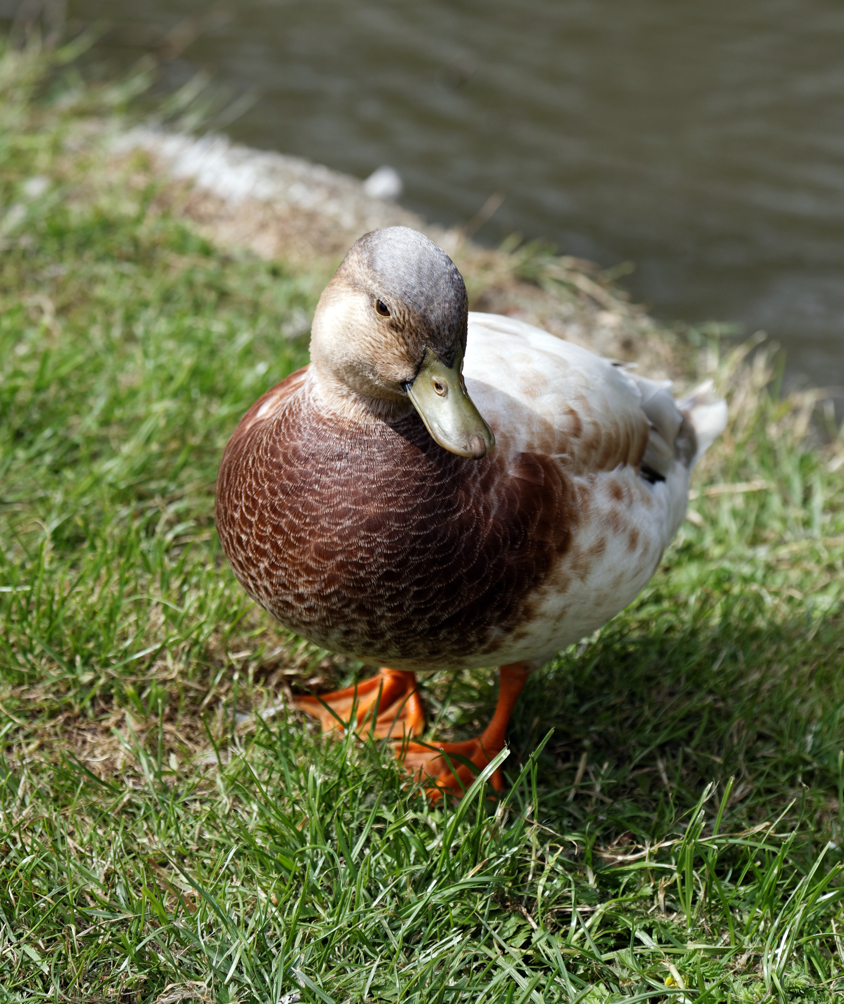 'Anas hybrid' Mallard at Henham Essex England 04