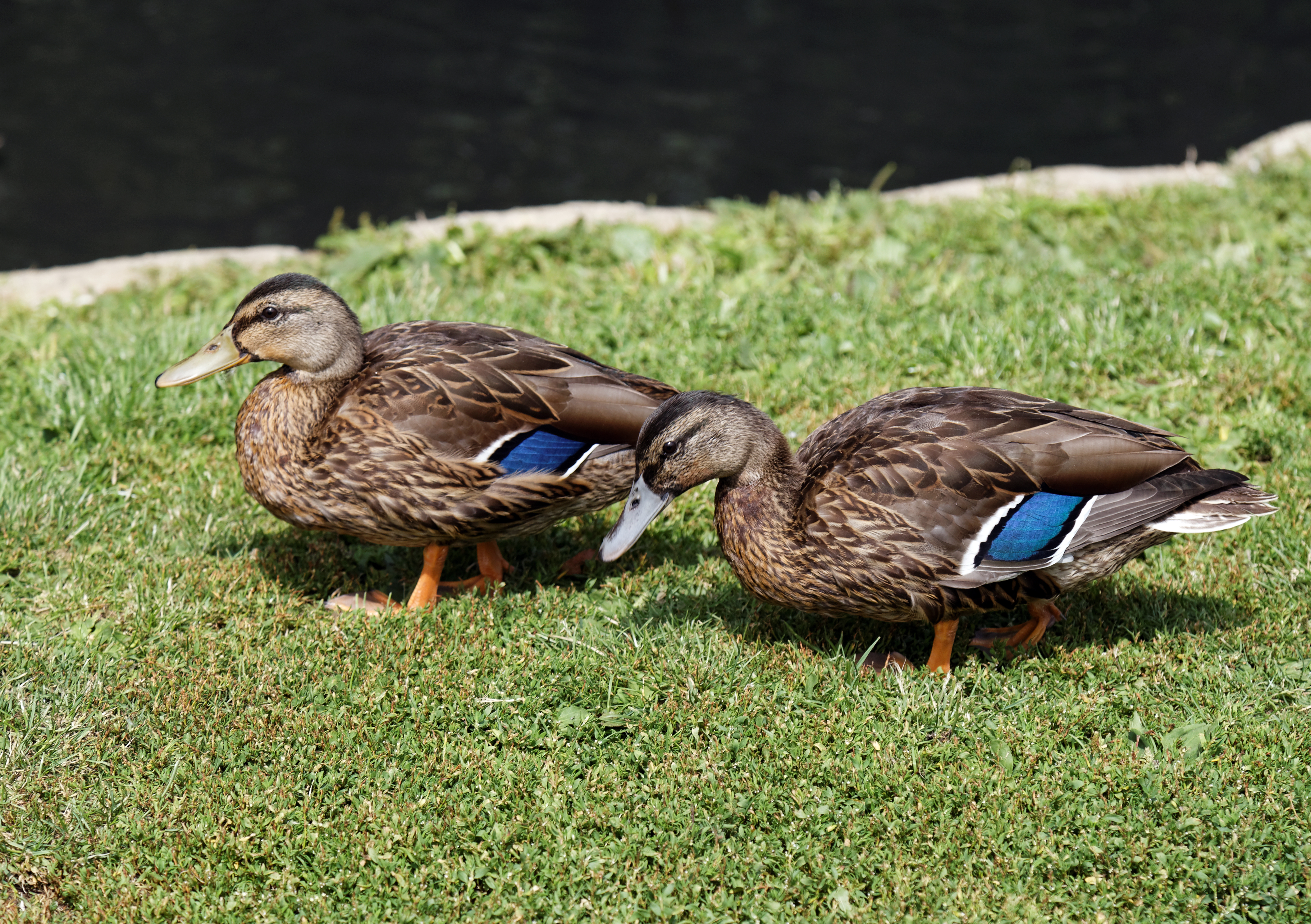 'Anas platyrhynchos' ducks Mallard at Henham Essex England 06