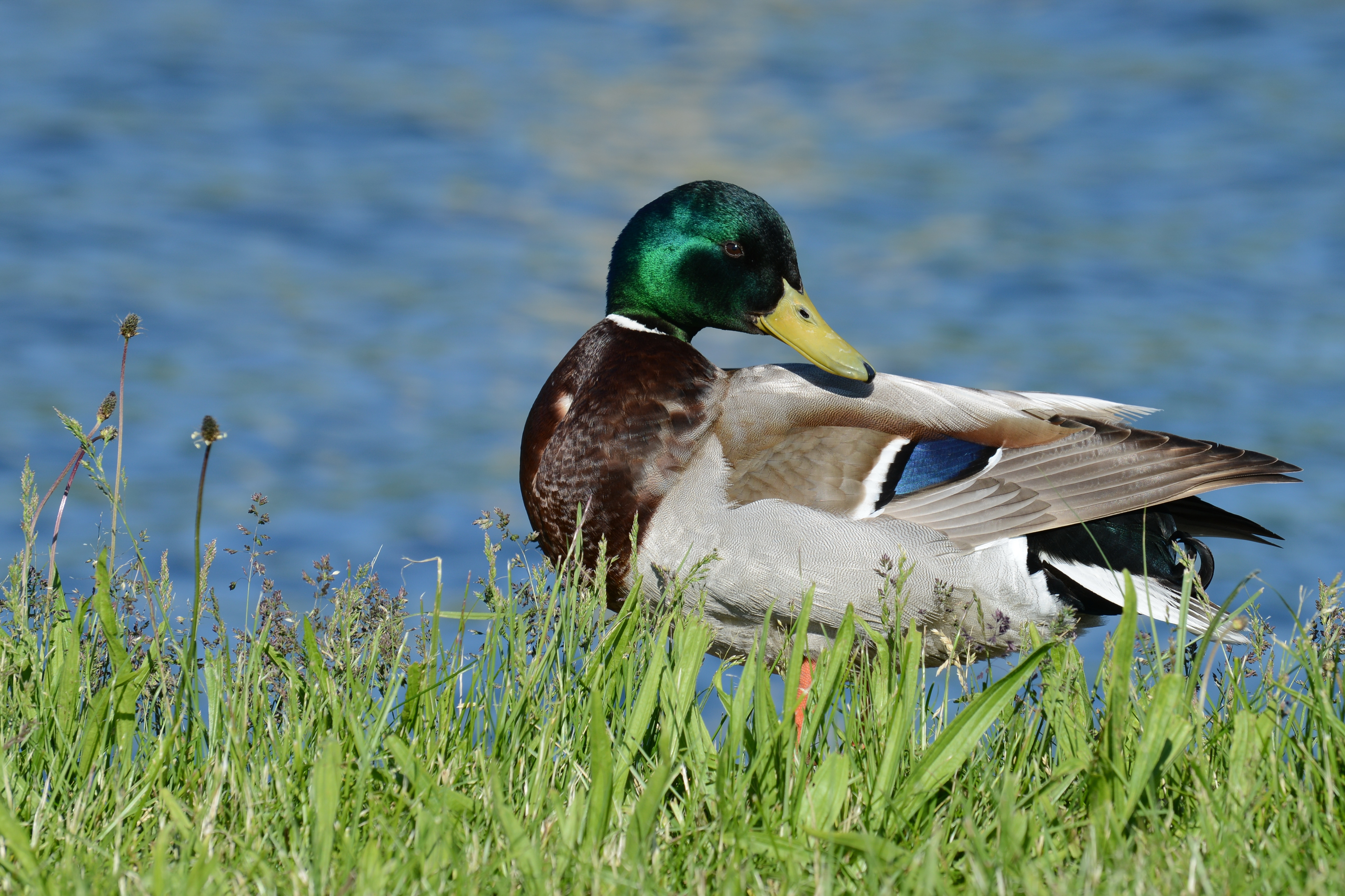 ♂ Stockente Anas platyrhynchos 03