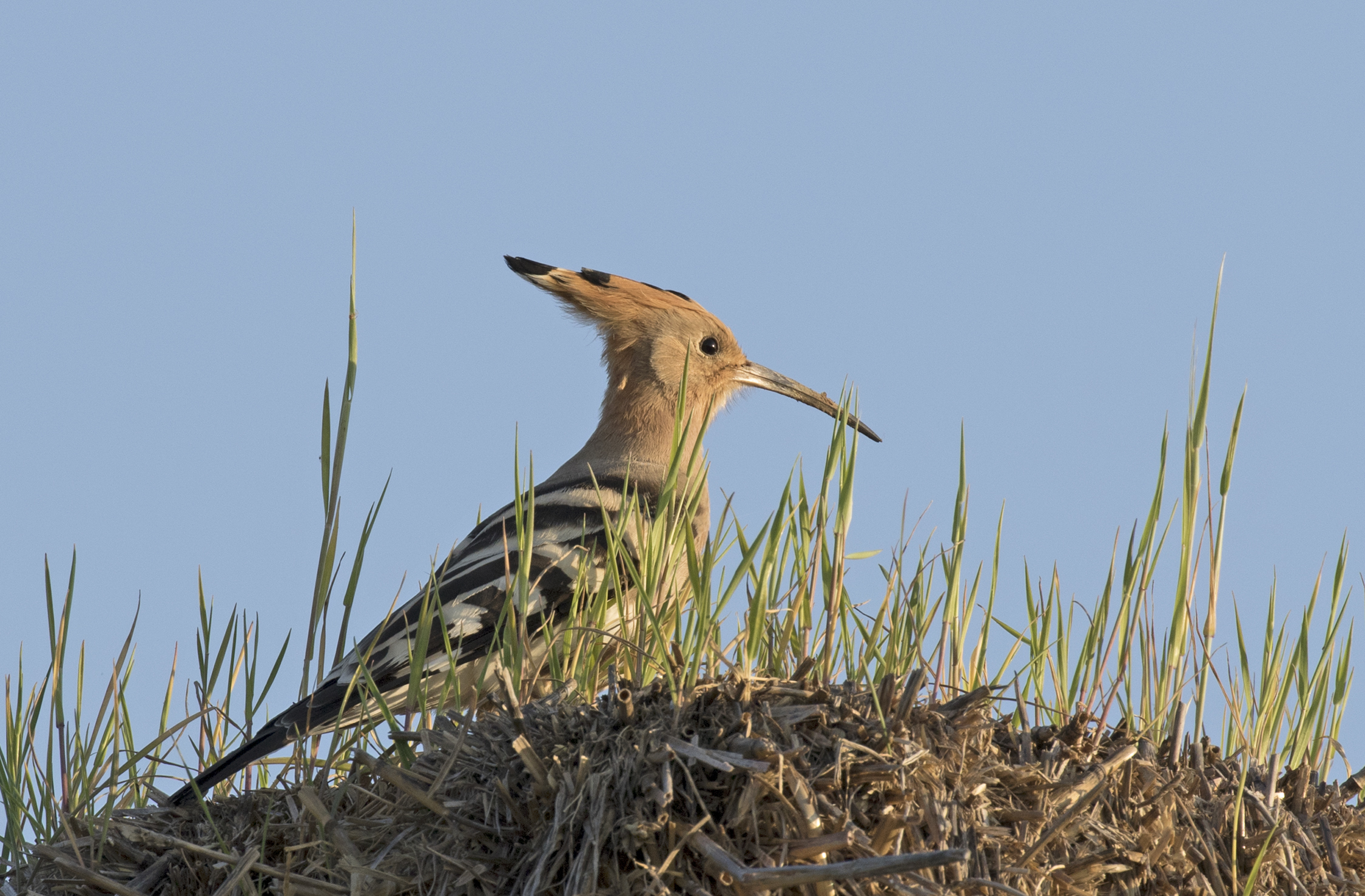 A common hoopoe - Wiedehopf 01