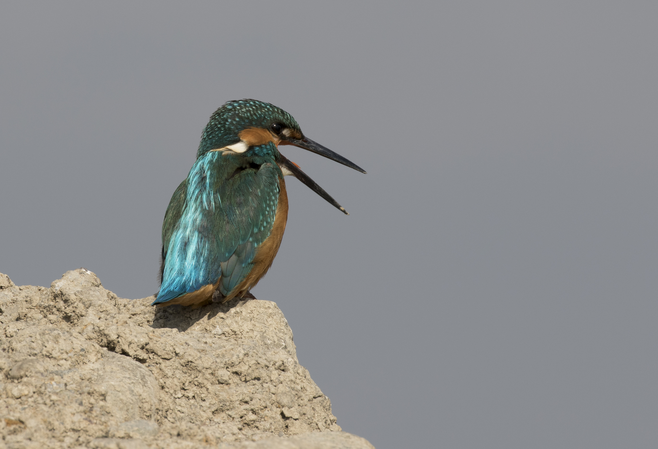 A Common Kingfisher - Martin-pêcheur d'Europe 01