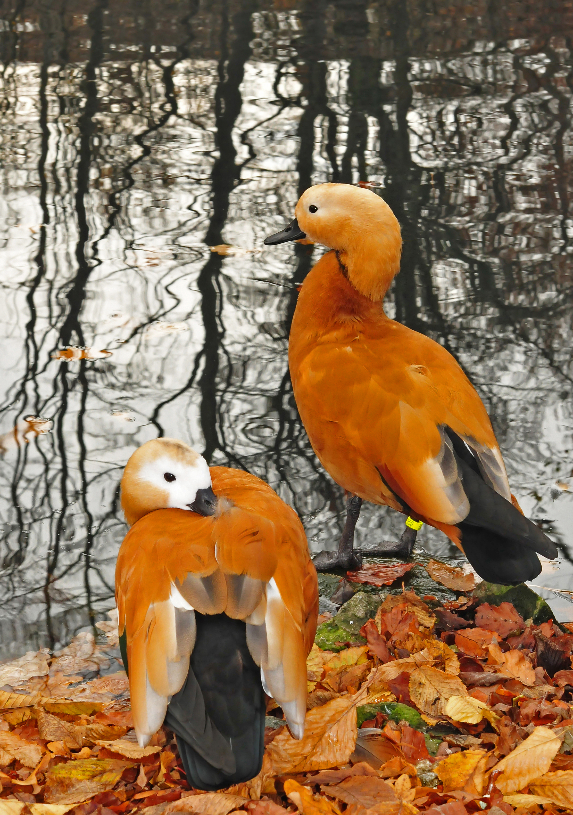 A couple of Tadorna ferruginea
