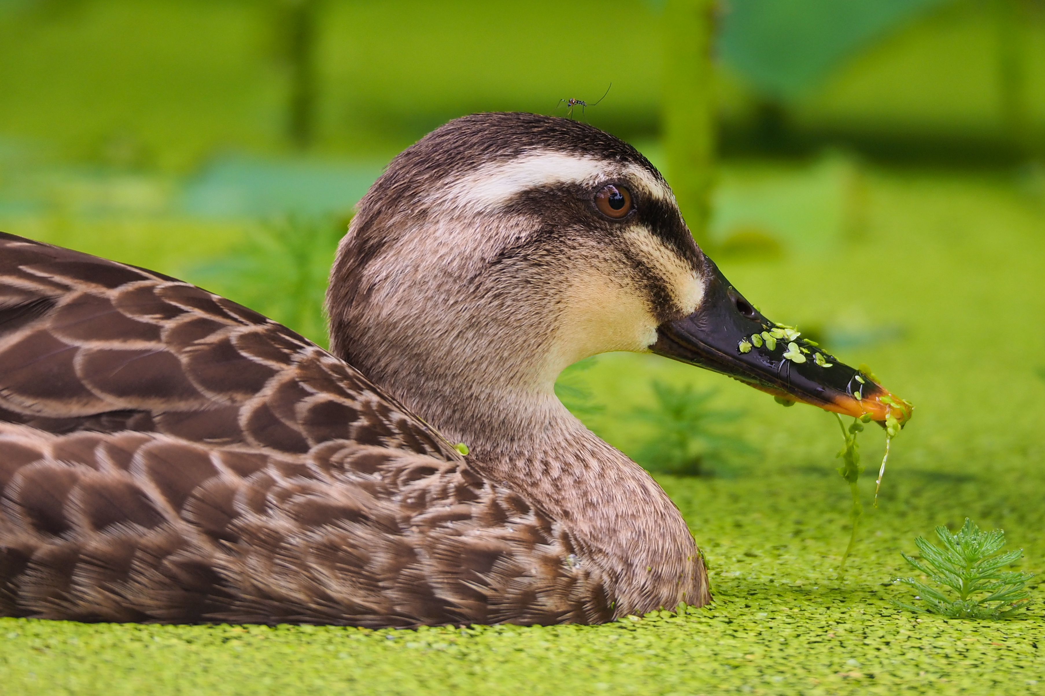 A Duck and A Mosquito (32715002073)