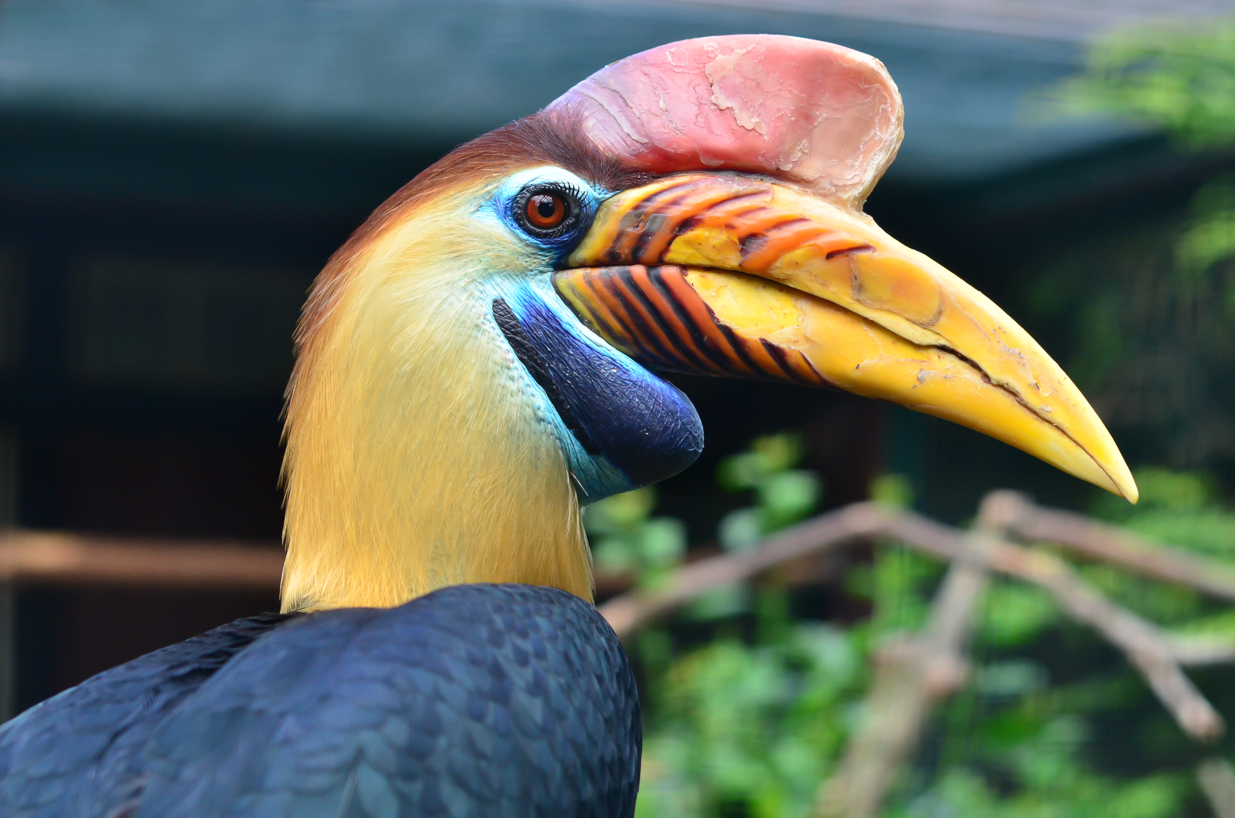 Aceros cassidix - Weltvogelpark Walsrode 2011-03