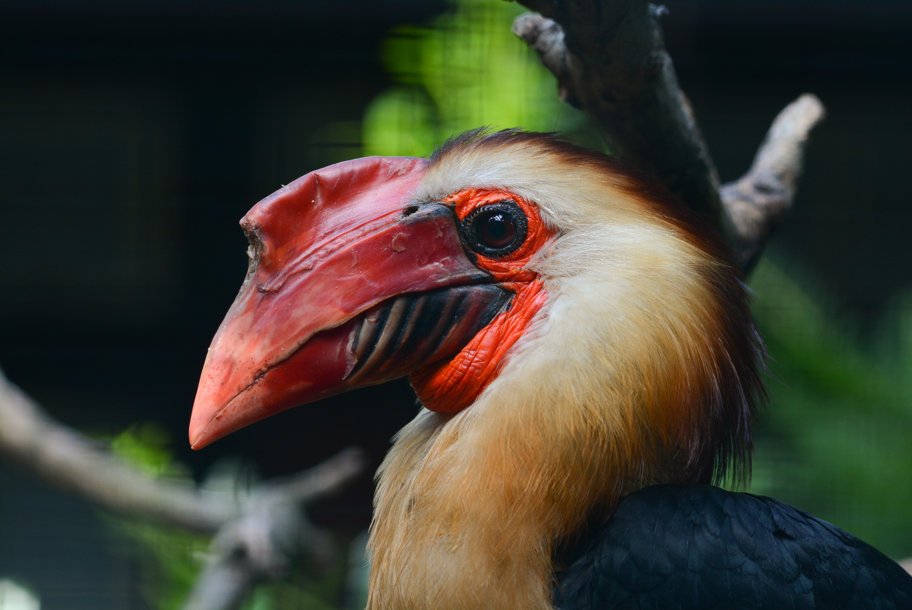 Aceros leucocephalus (Mindanaohornvogel - Writhed Hornbill) - Weltvogelpark Walsrode 2013-06