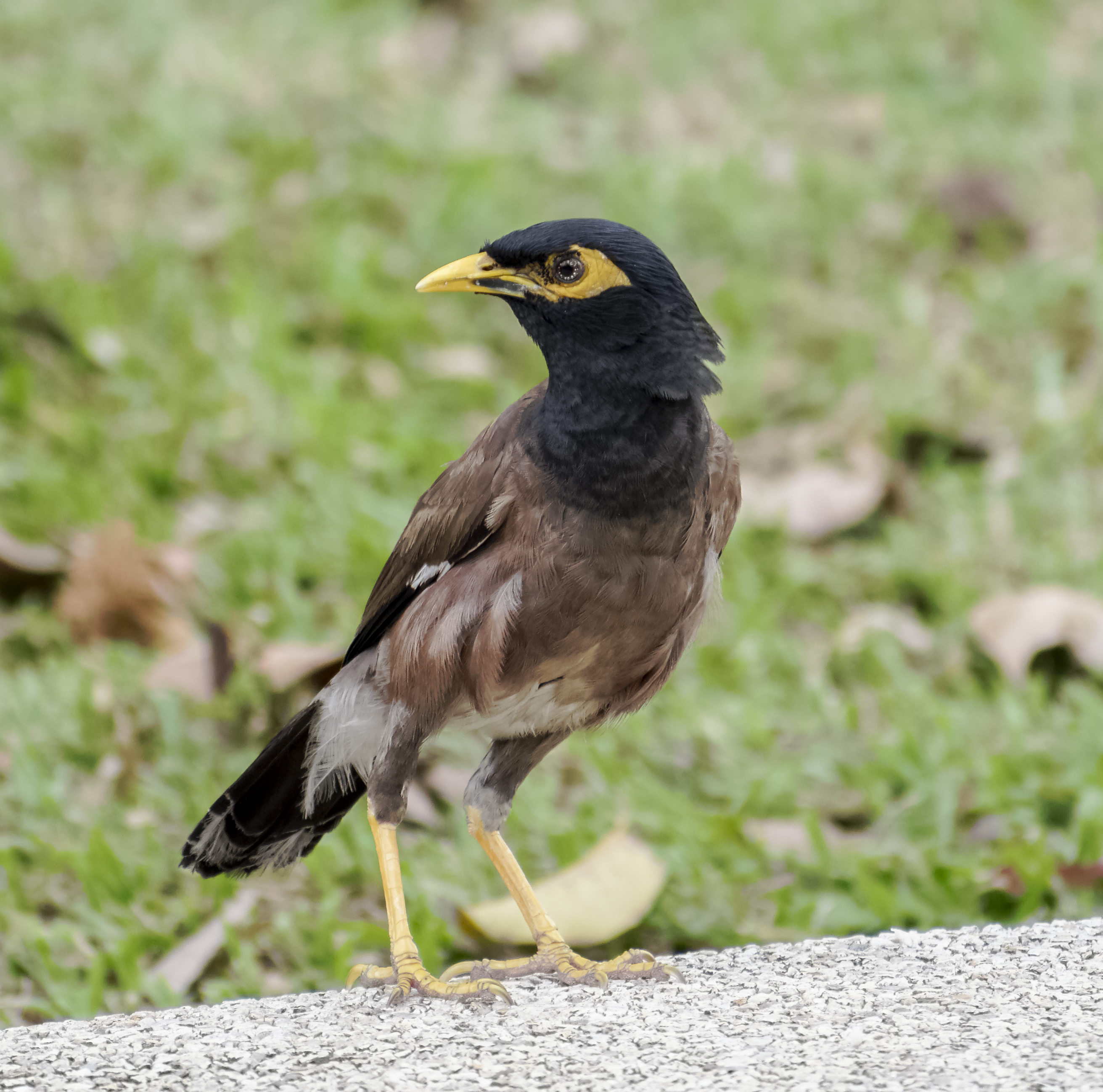 Acridotheres tristis @ Kuala Lumpur 2