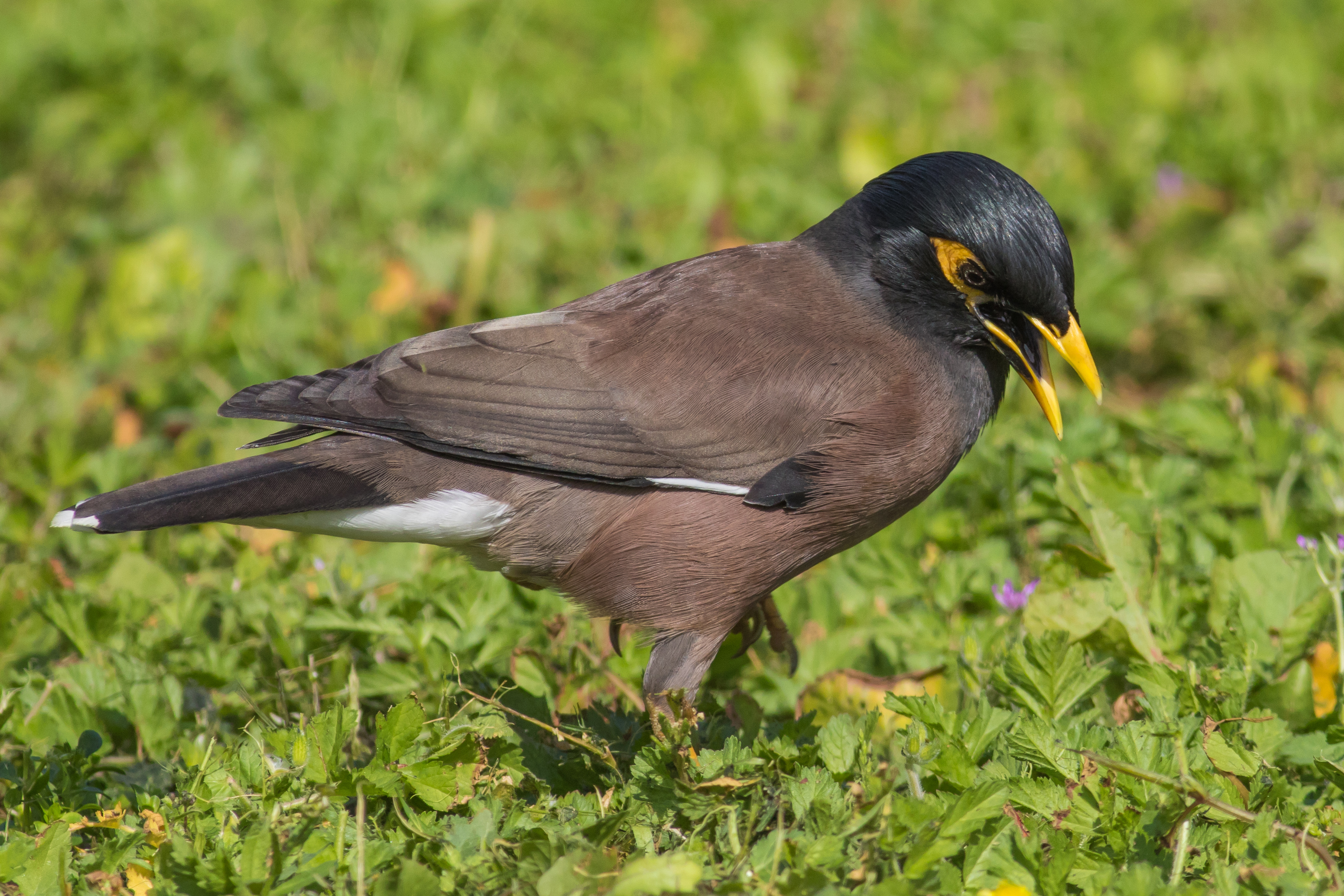 Acridotheres tristis (feral)