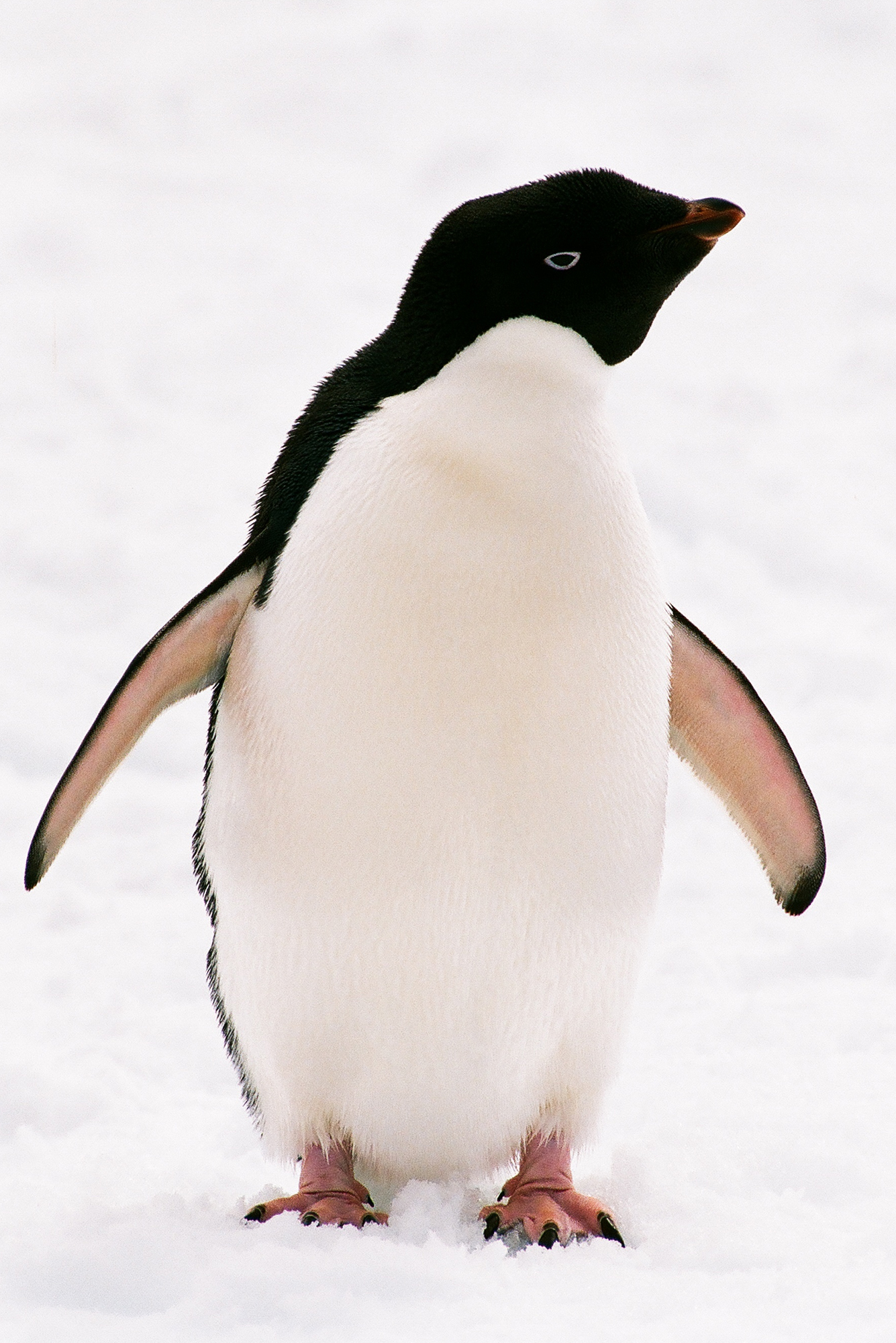Adeliepinguin-01