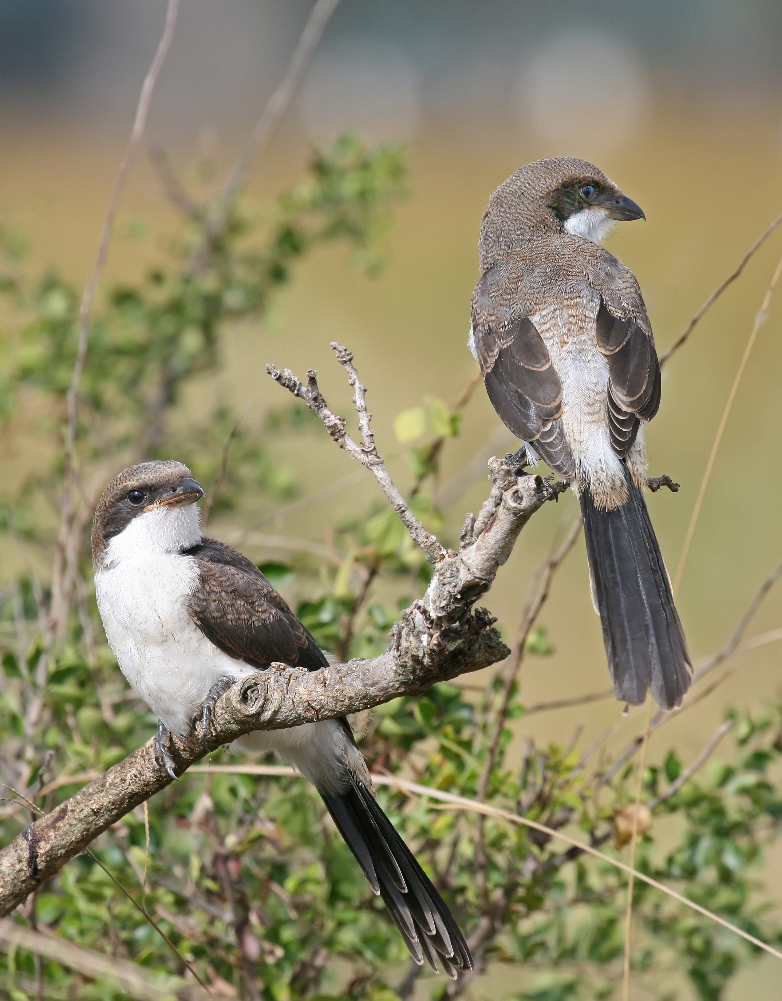 Adult Long-tailed fiscal edit