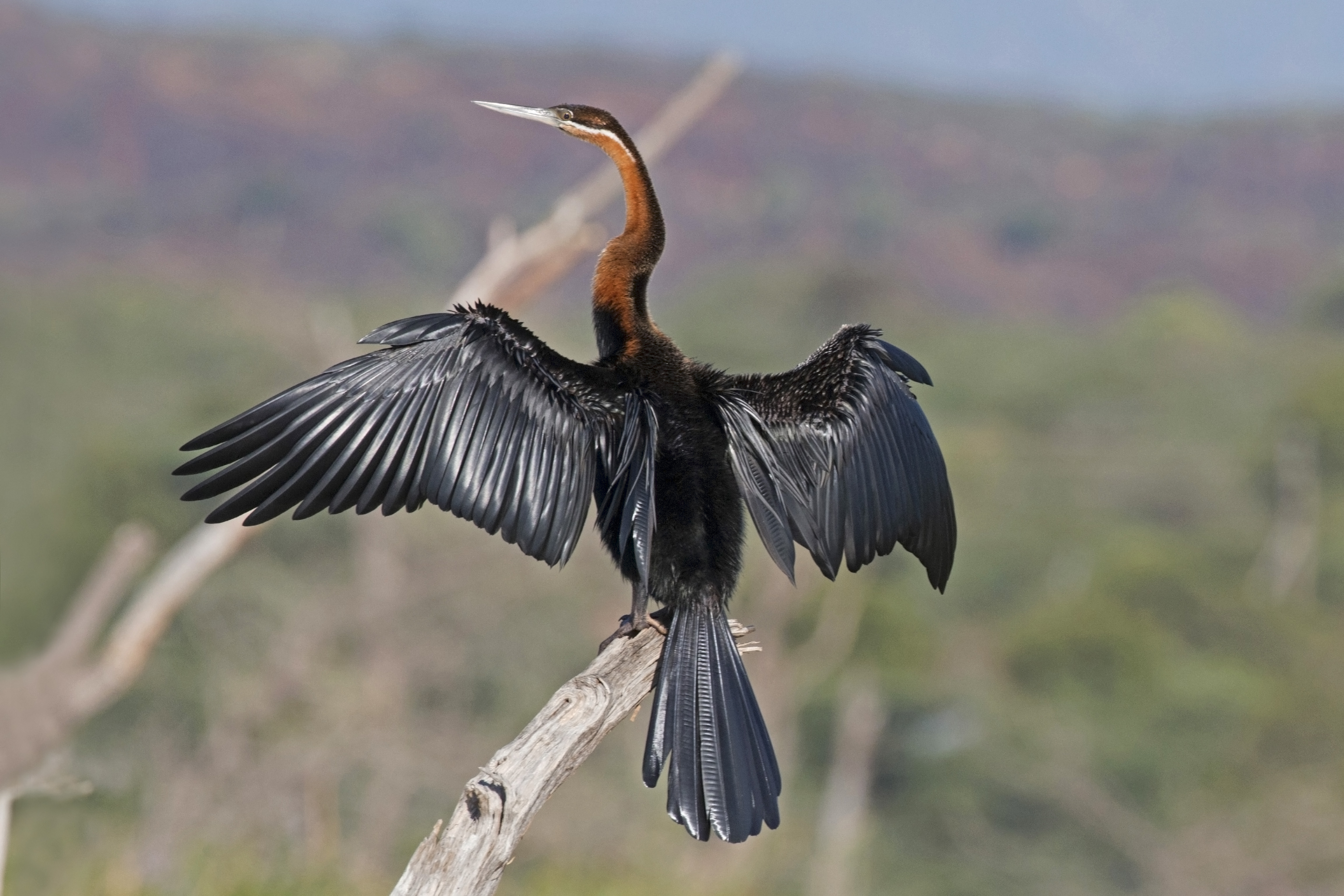 African darter (Anhinga rufa) drying wings