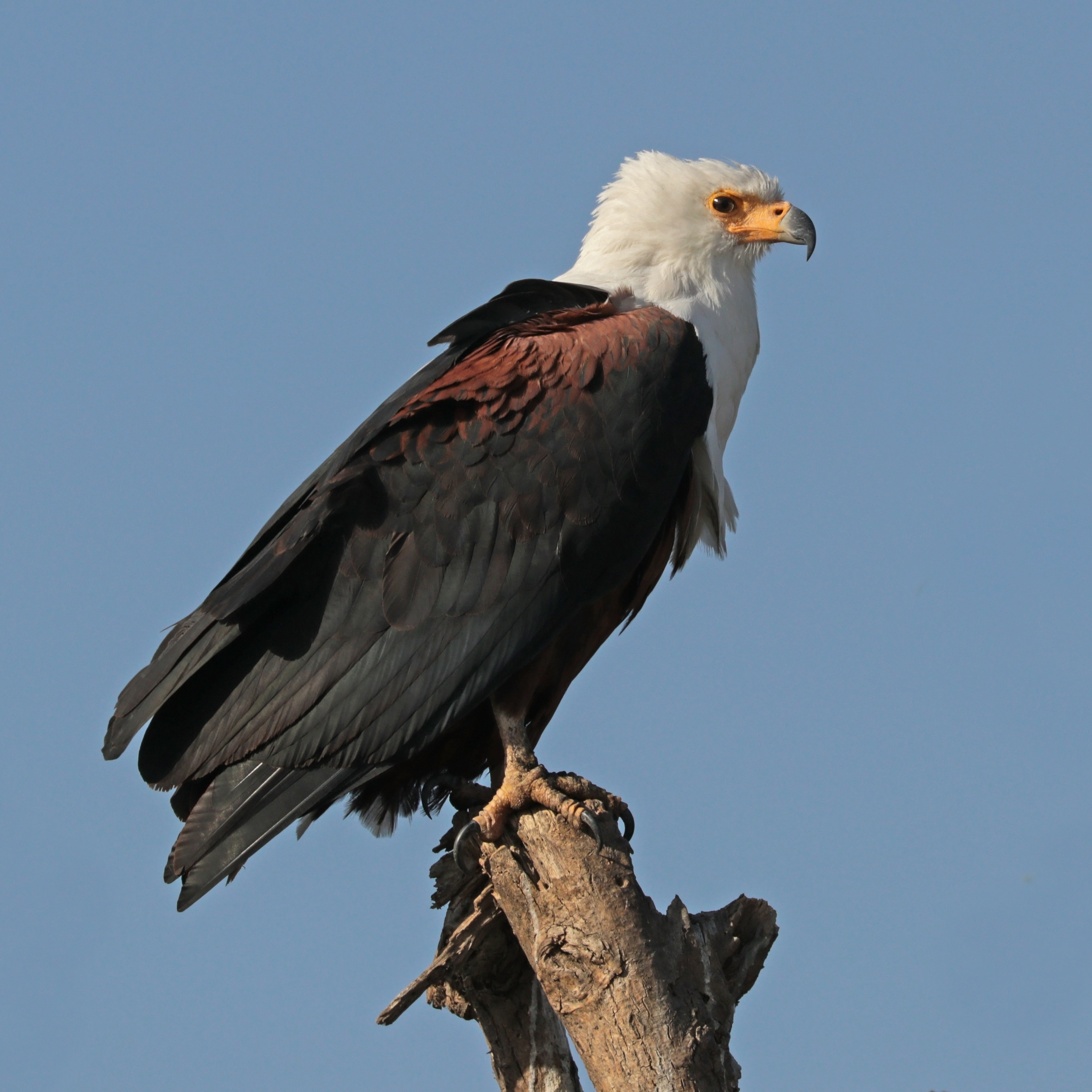 African fish eagle (Haliaeetus vocifer) Ethiopia
