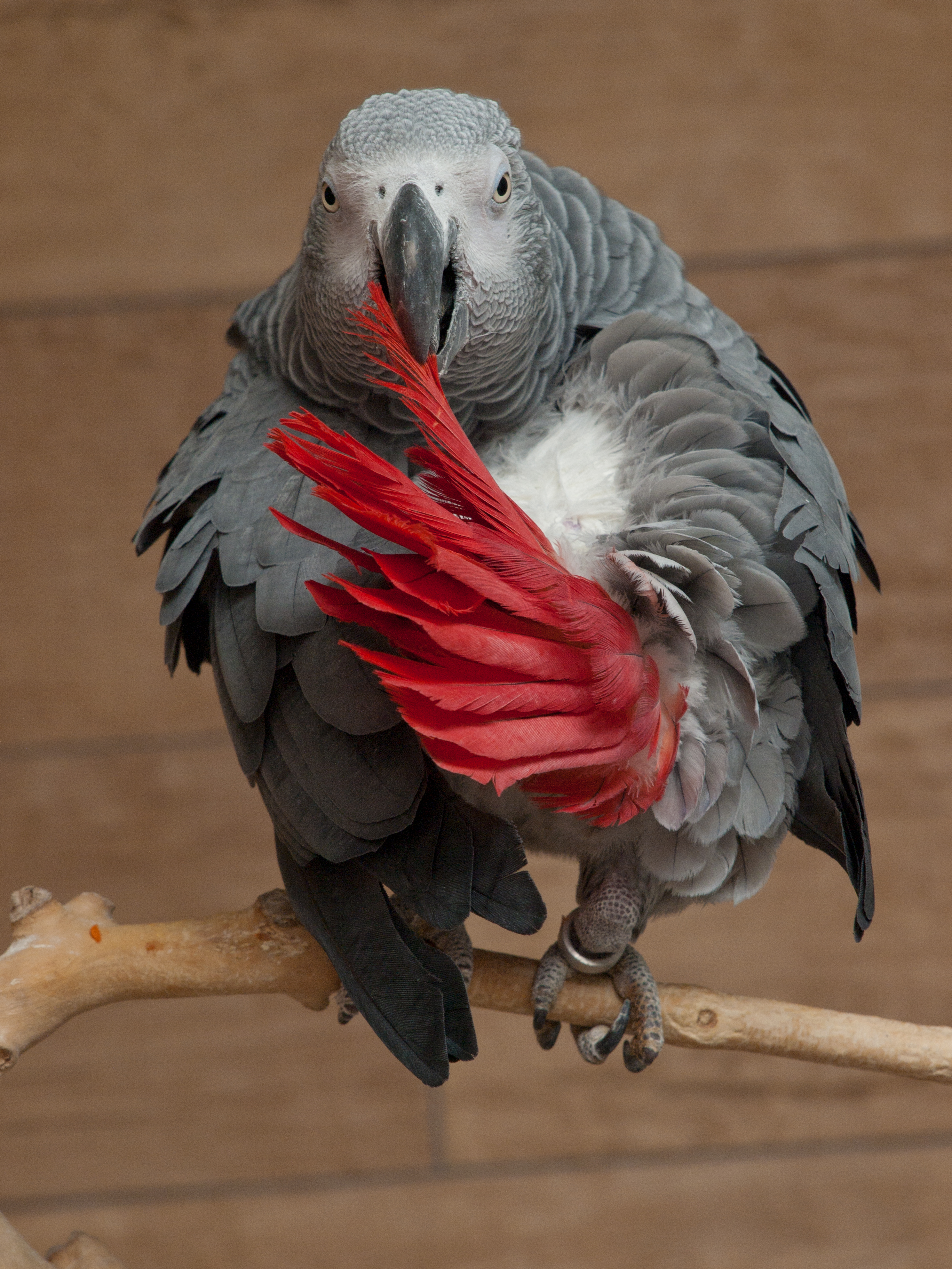 African grey parrot