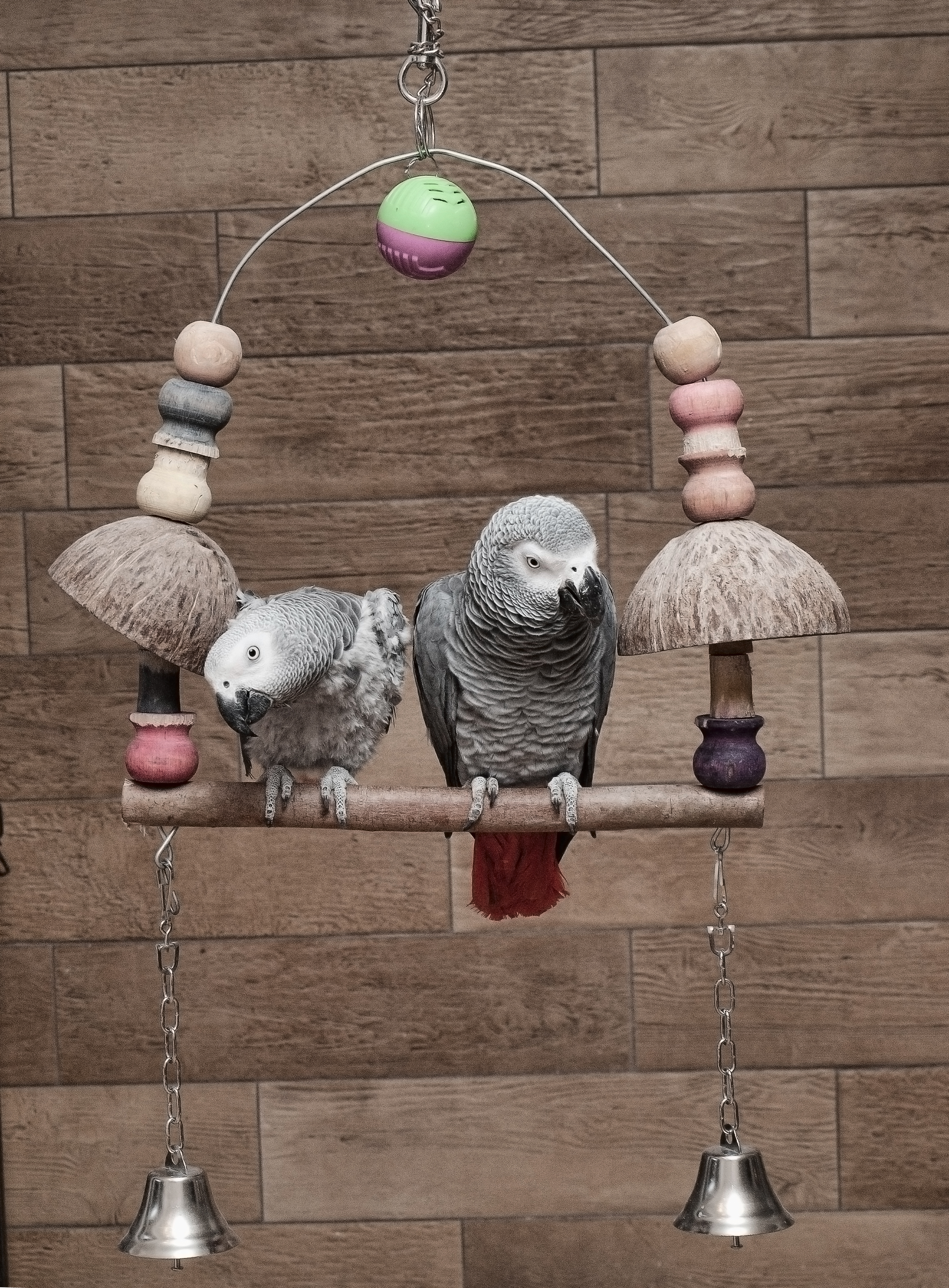 African grey parrots