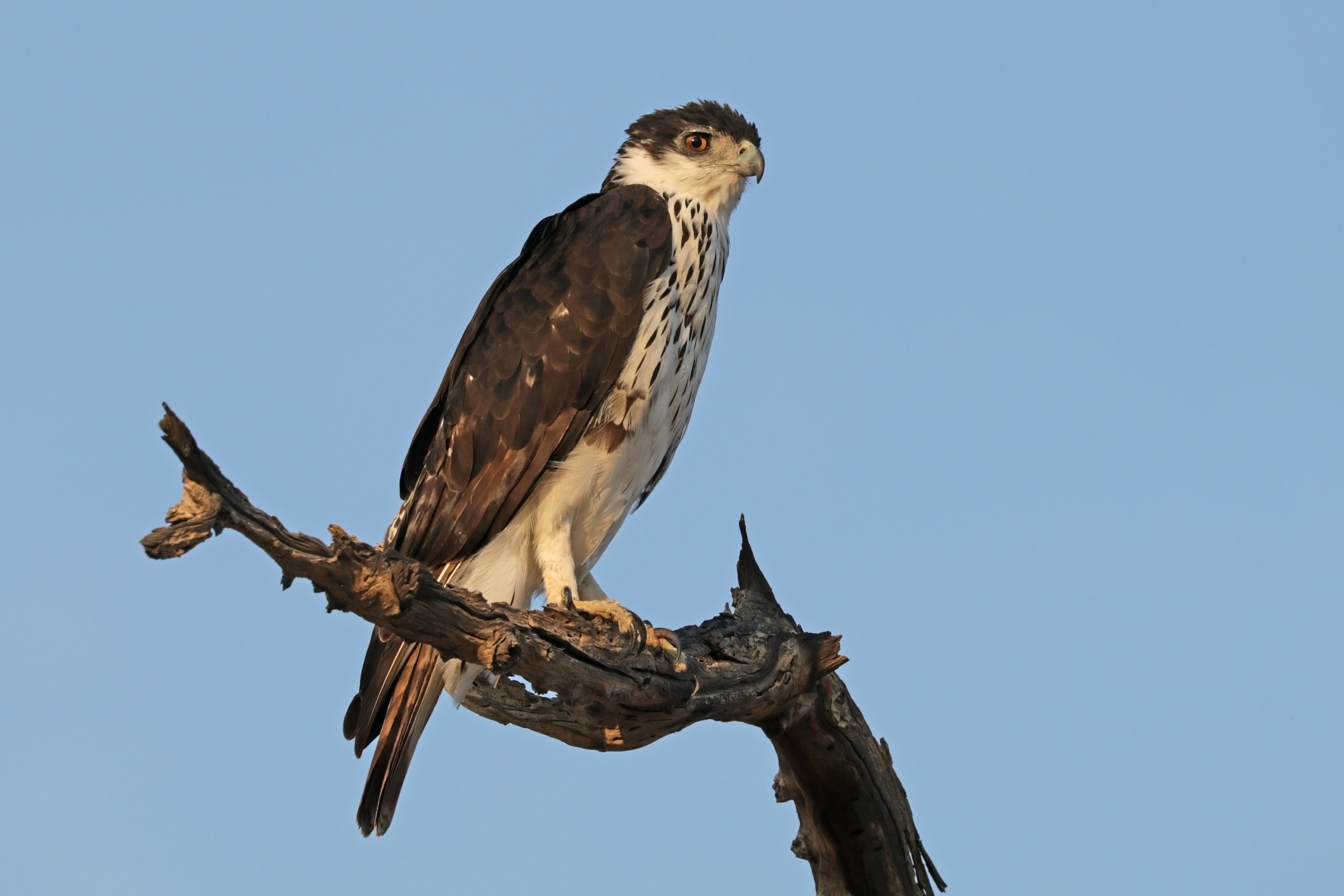 African hawk eagle (Aquila spilogaster)