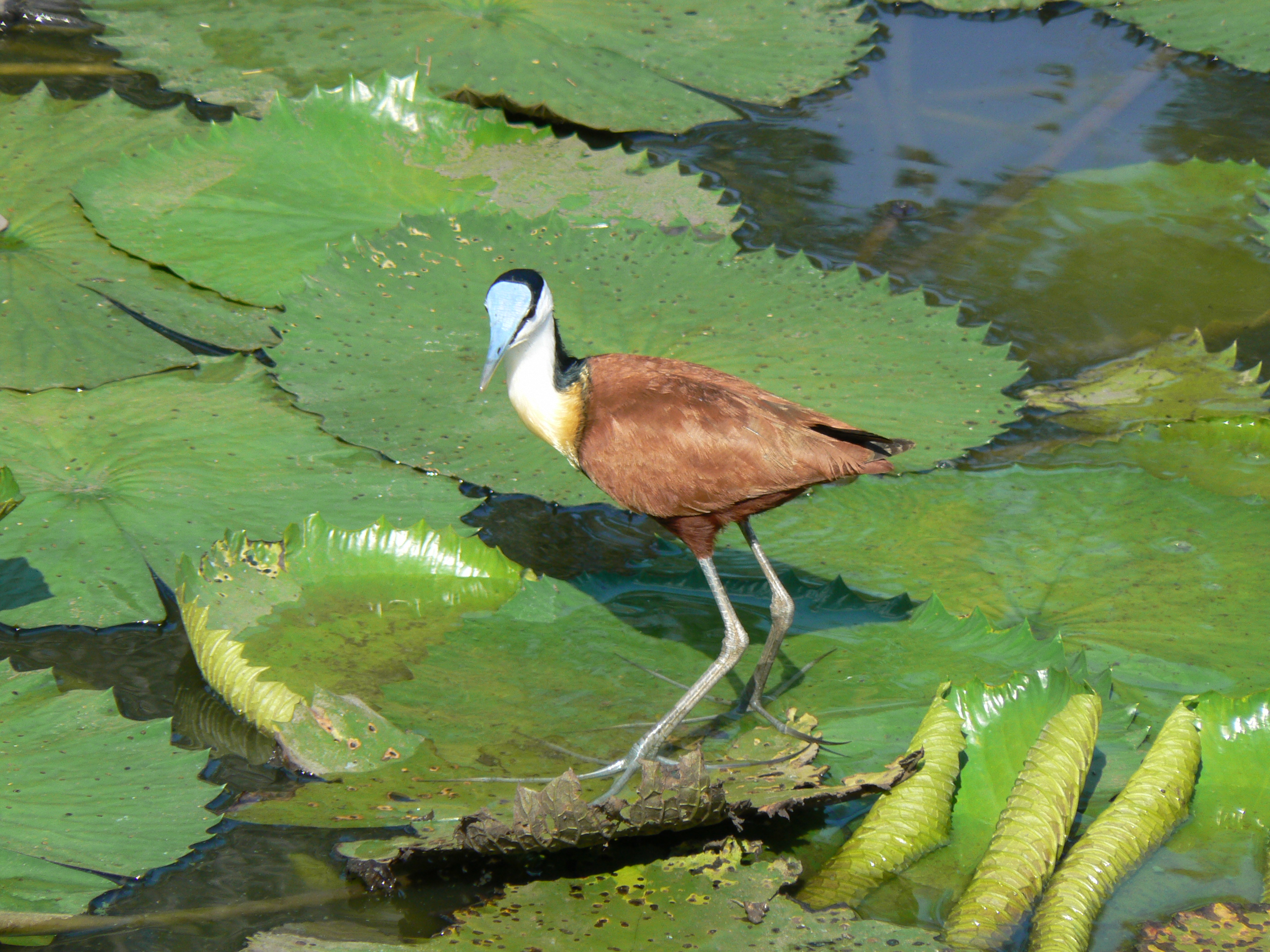 African jacana (393954328)