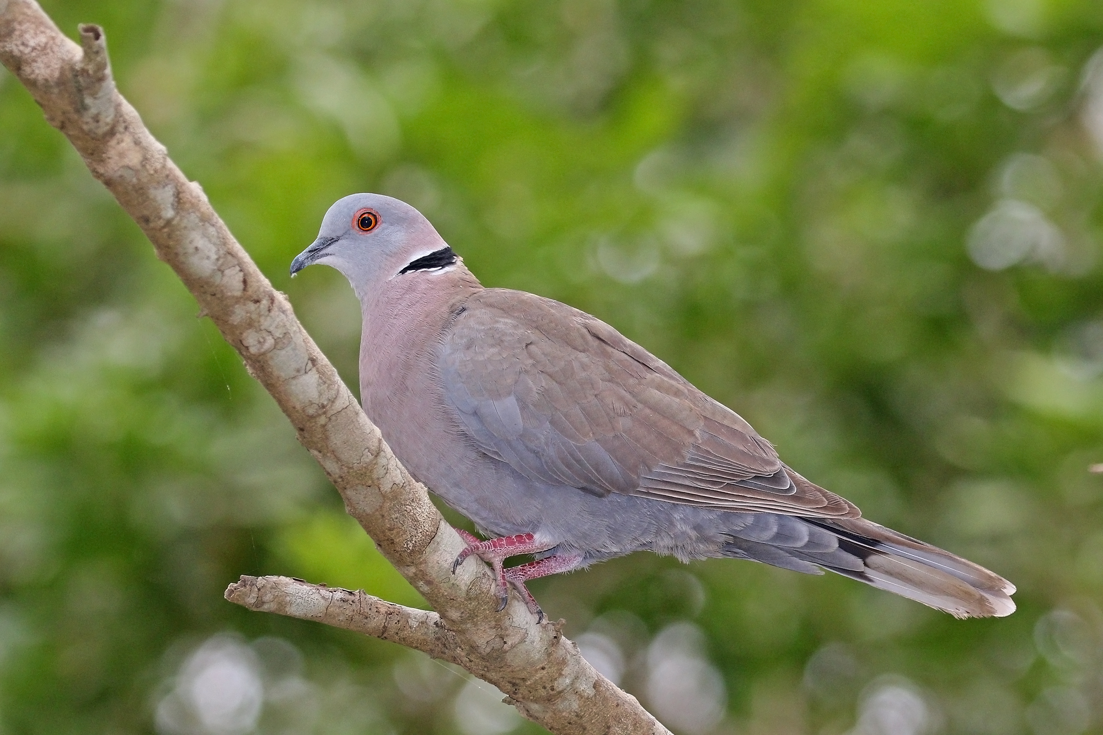 African mourning dove (Streptopelia decipiens shelleyi)