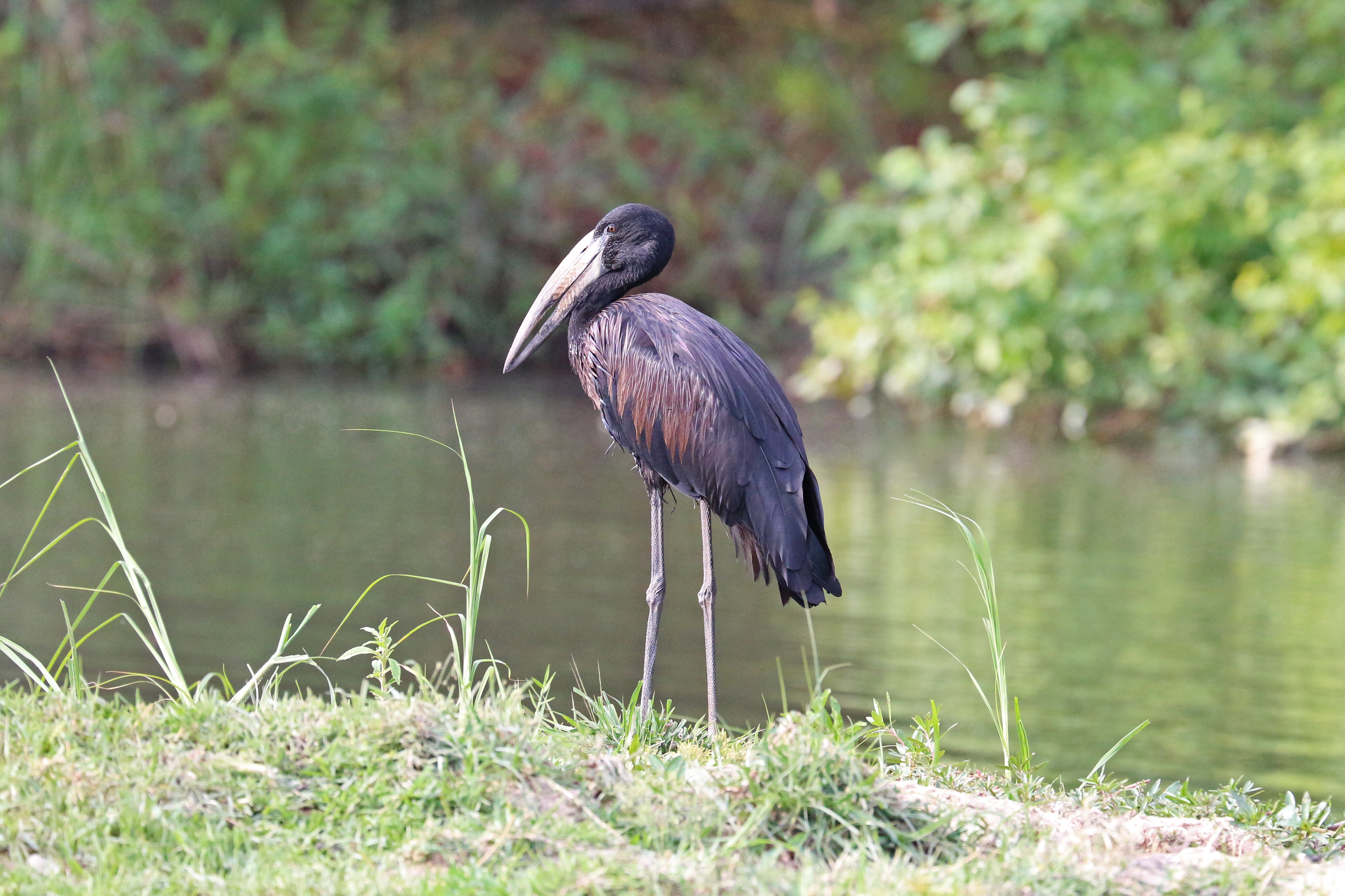 African openbill, Zimbabwe